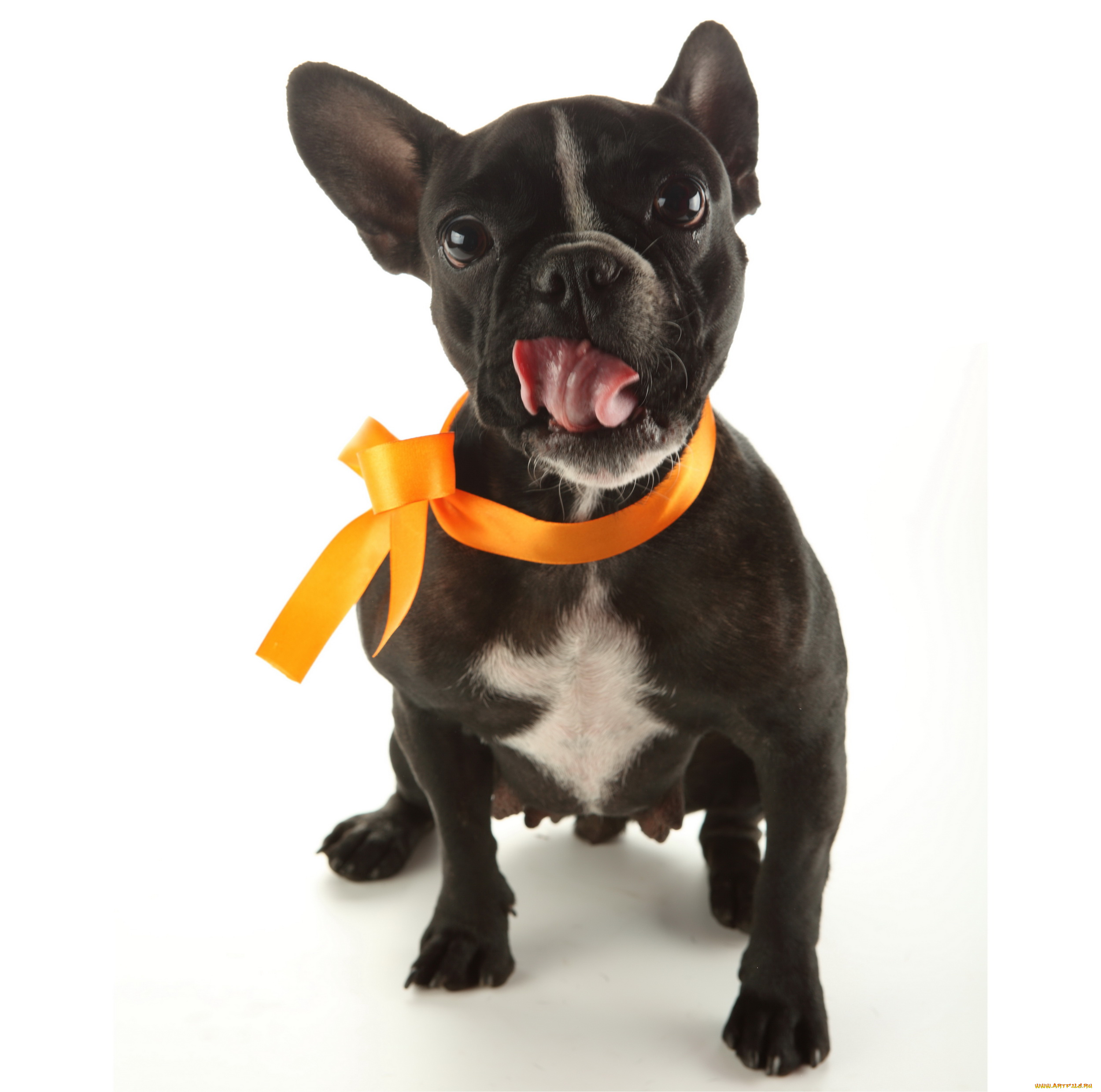 животные, собаки, белый, фон, собака, бантик