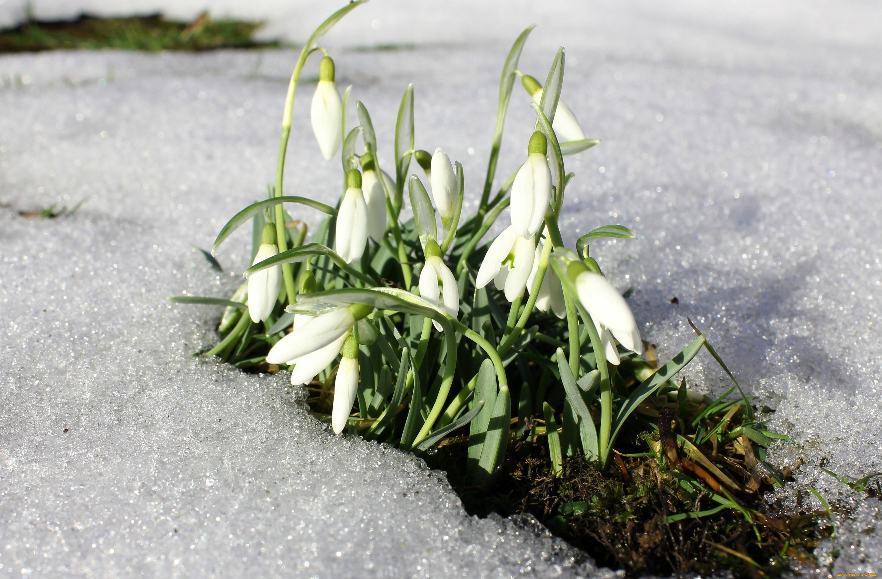 цветы, подснежники, , белоцветник, , пролески, весна, снег