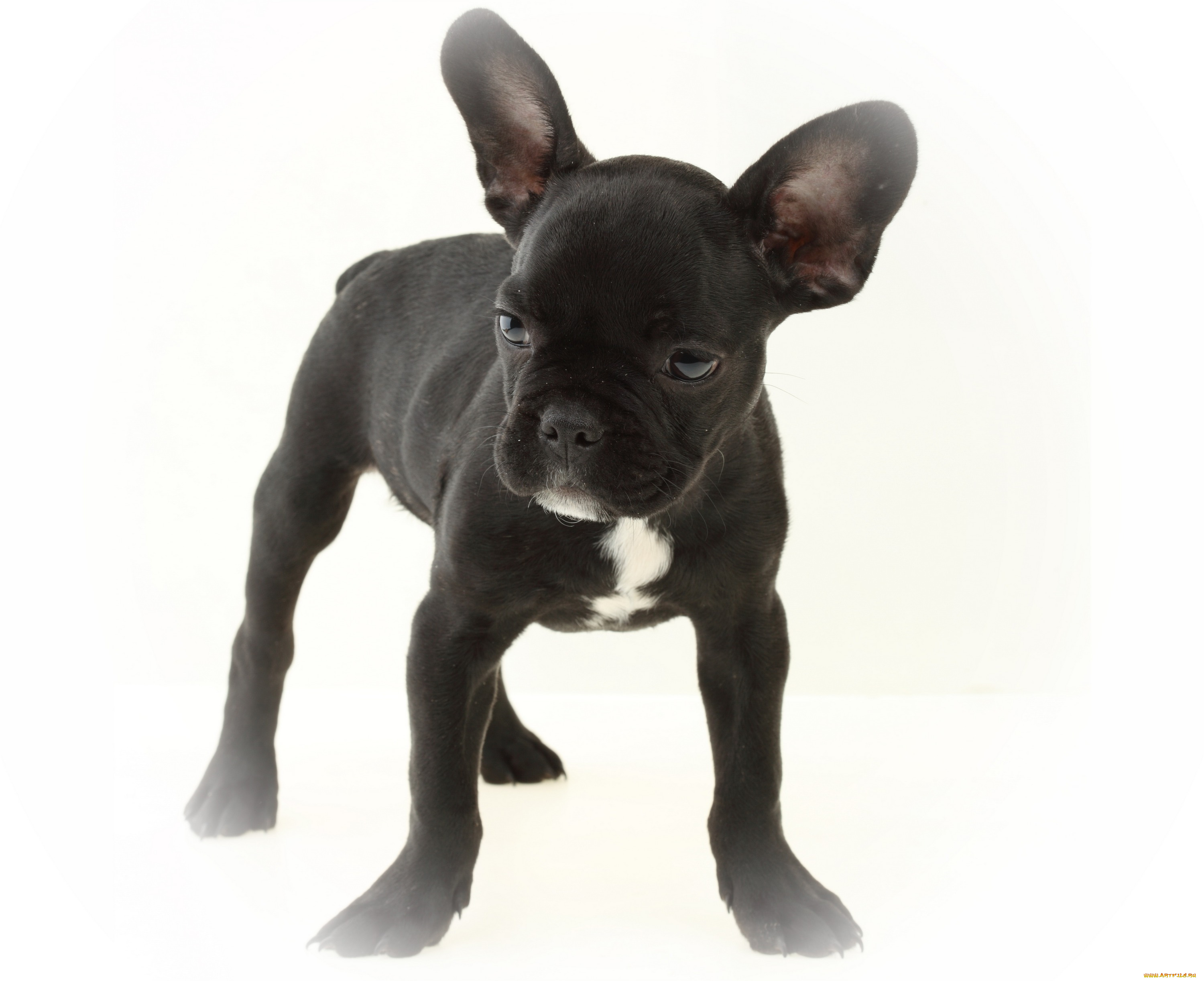 животные, собаки, белый, фон, собака, щенок