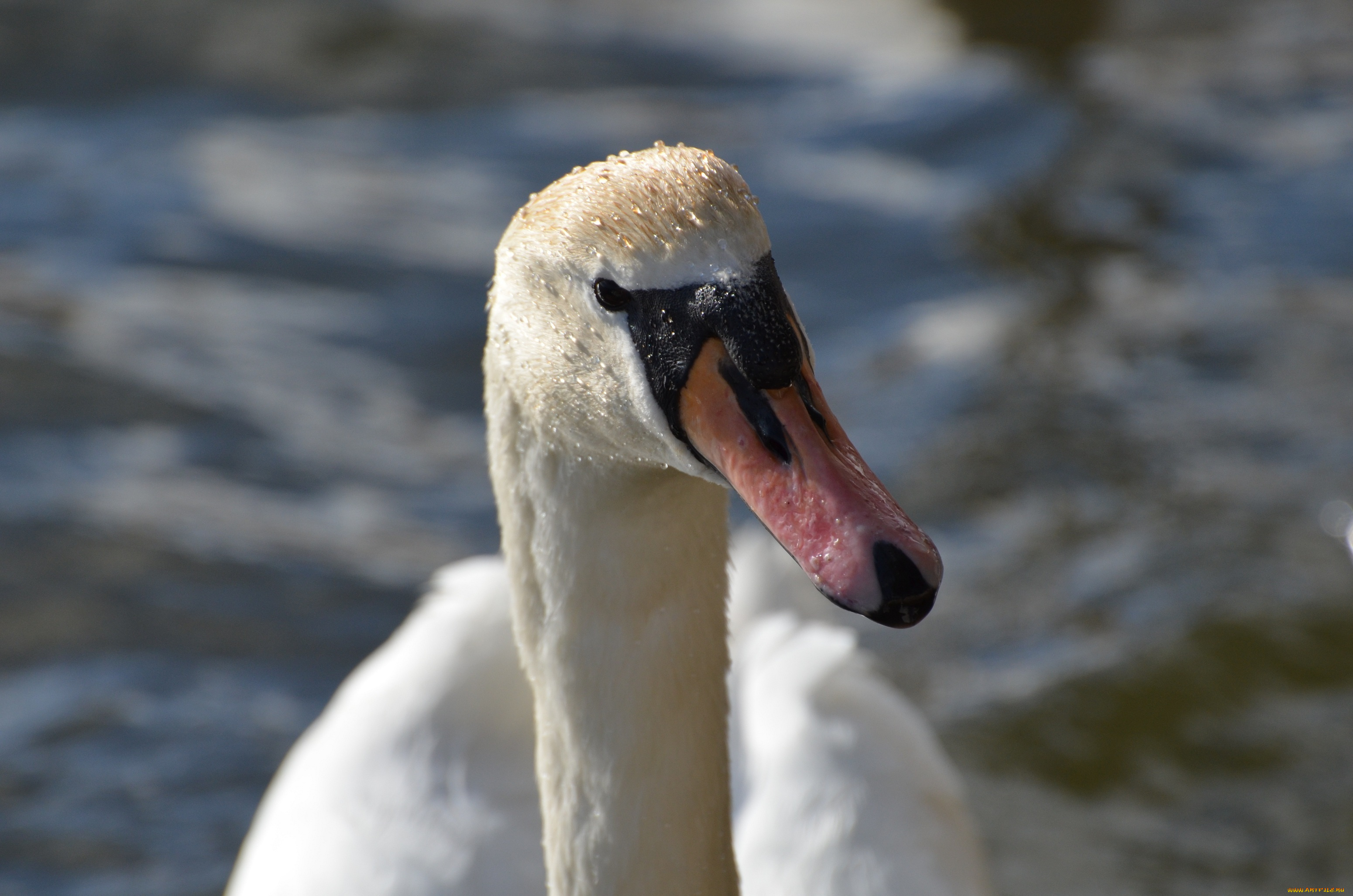 животные, лебеди, клюв, голова, белый, птица