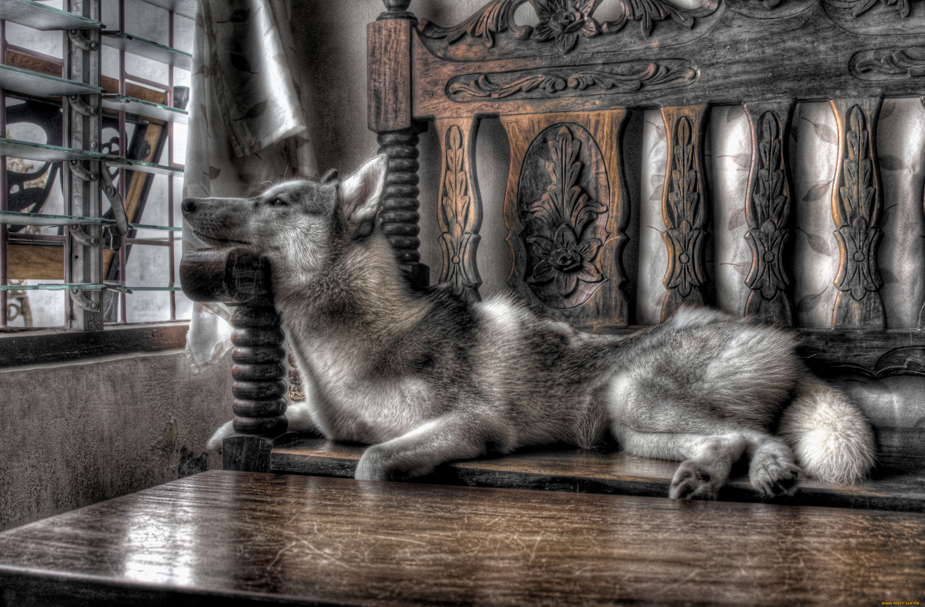 животные, собаки, sobaka