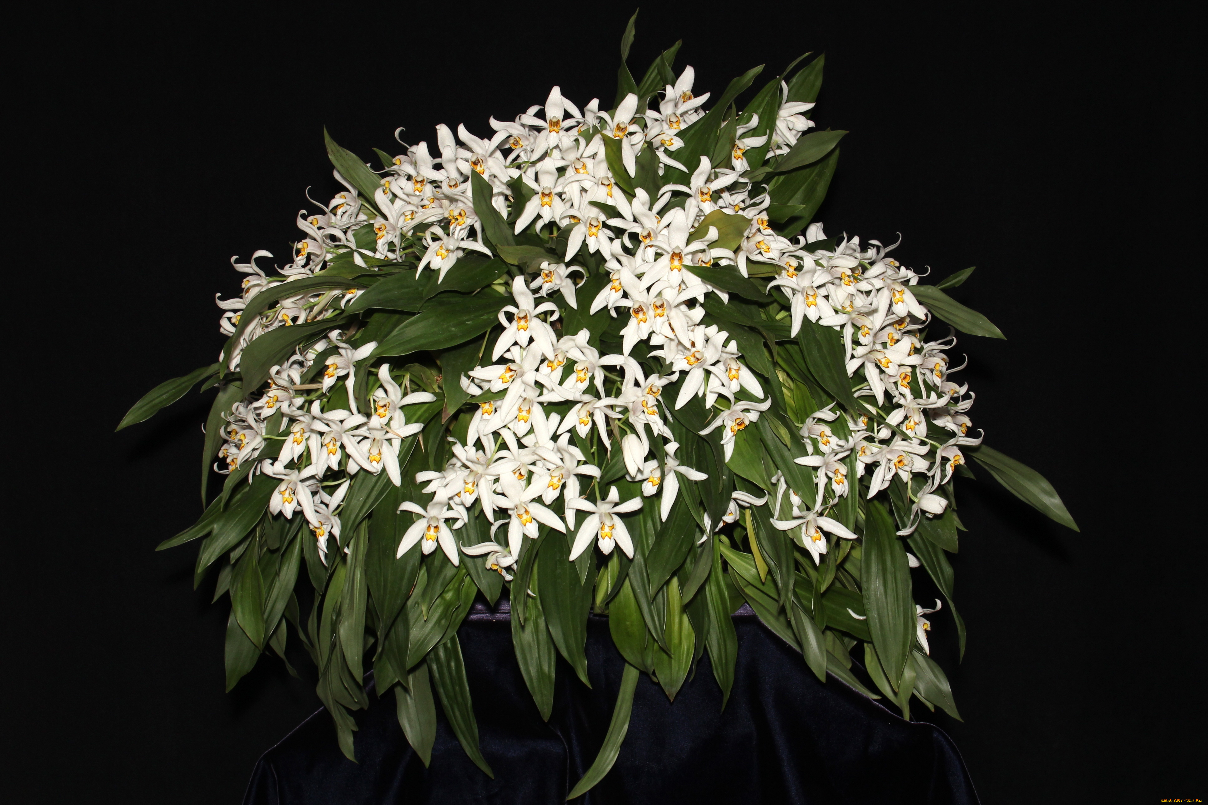 цветы, орхидеи, белые