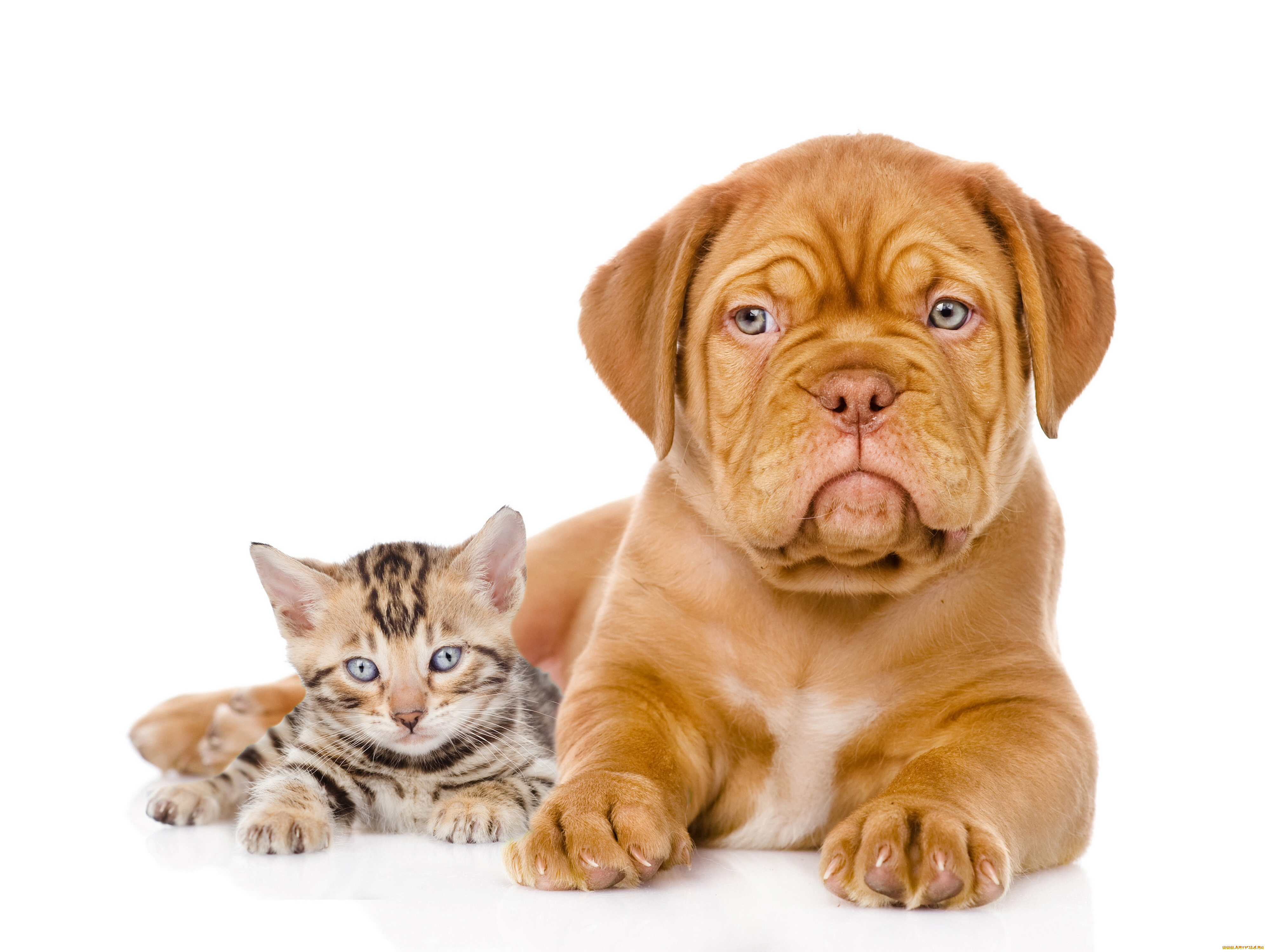 животные, разные, вместе, щенок, котёнок, собака