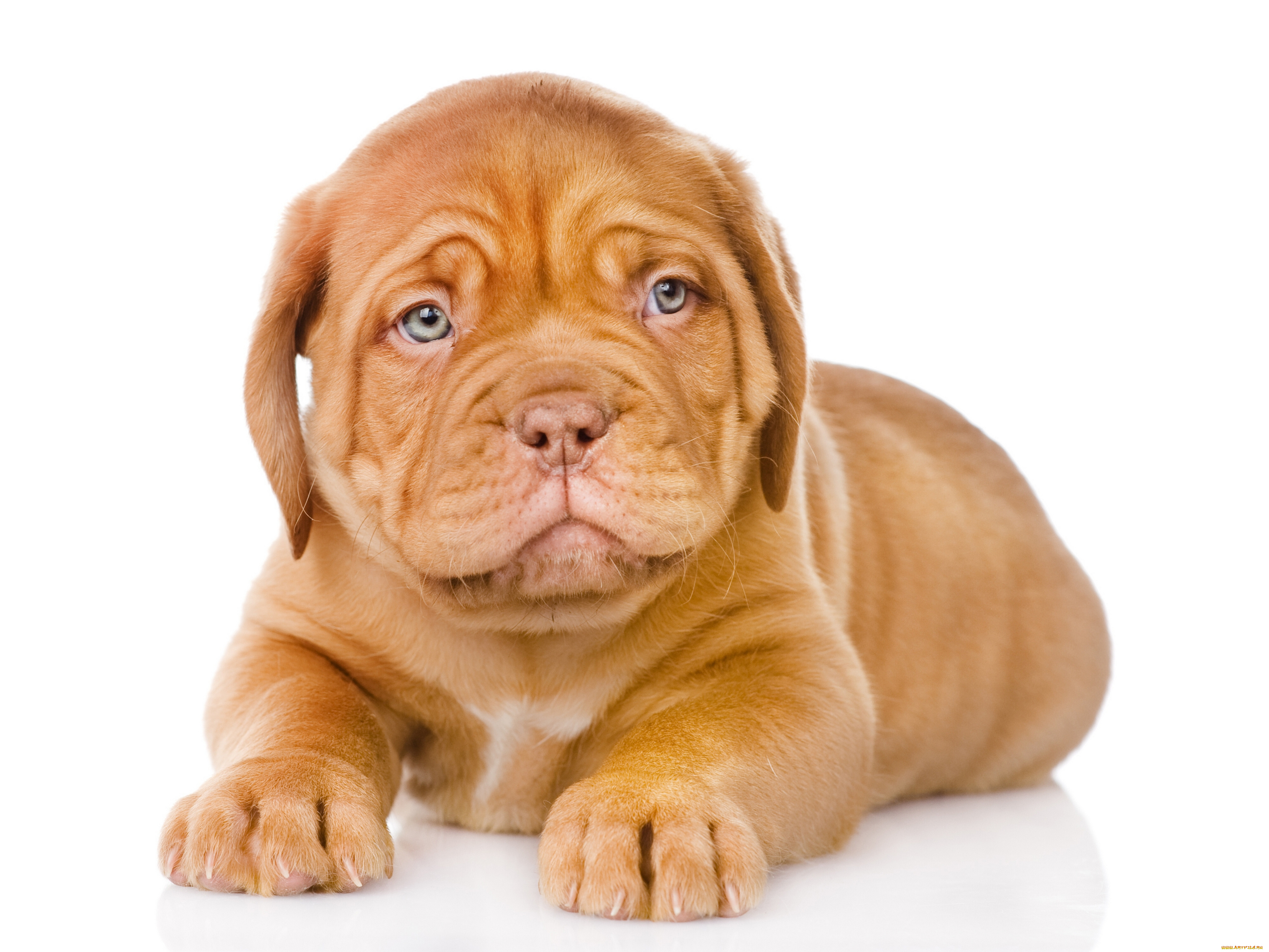 животные, собаки, собака, щенок