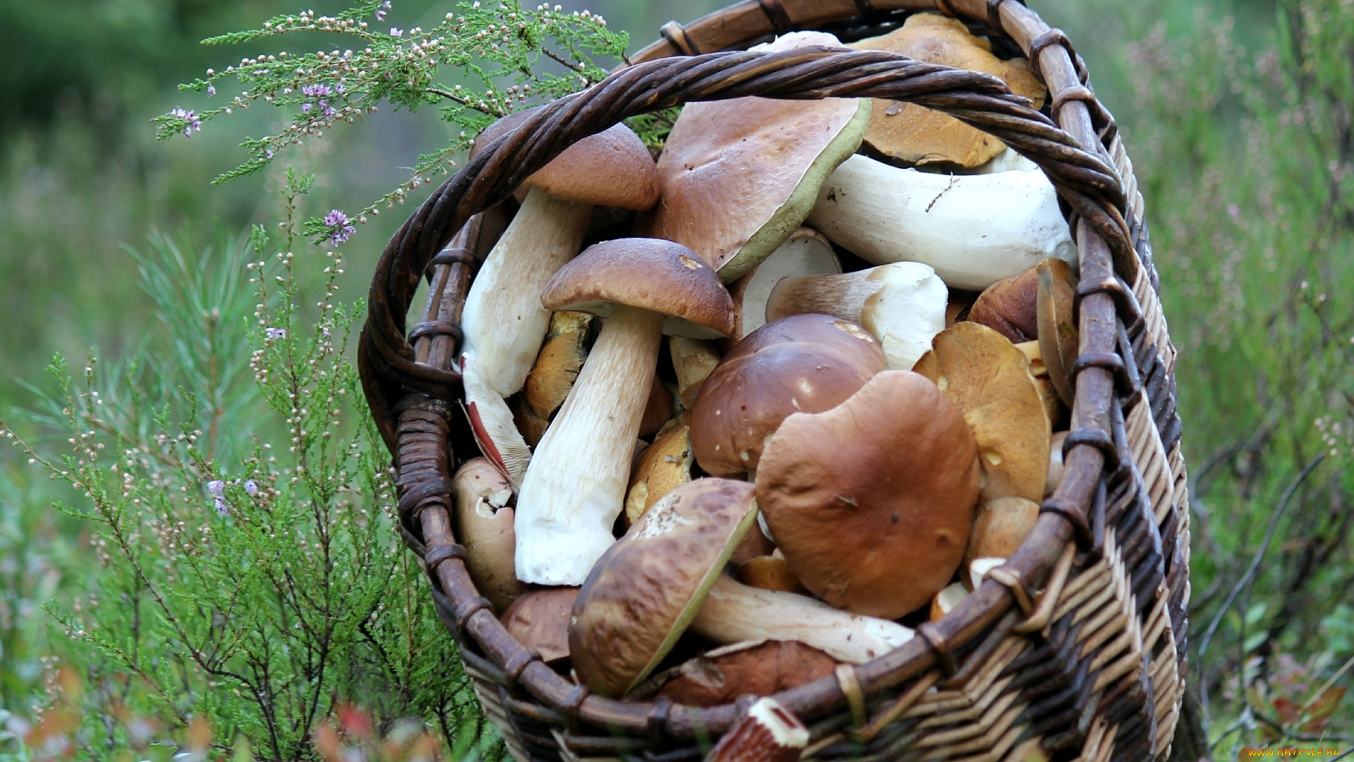еда, грибы, , грибные, блюда, корзина, боровики