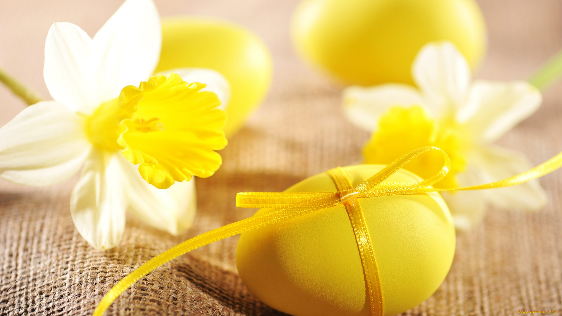 праздничные, пасха, нарциссы, цветы, яйца, spring, flowers, eggs, easter