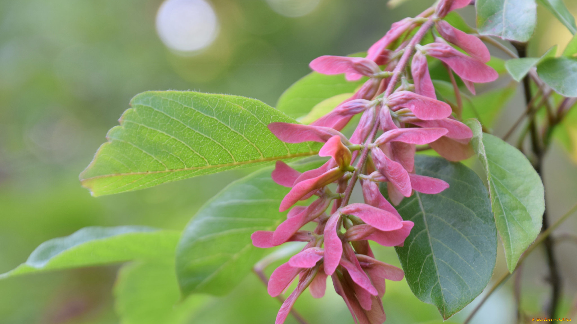 природа, другое, макро, семена, листья