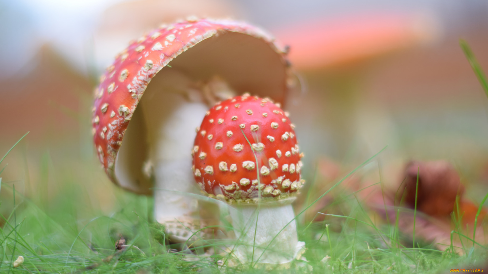 природа, грибы, мухоморы, трава