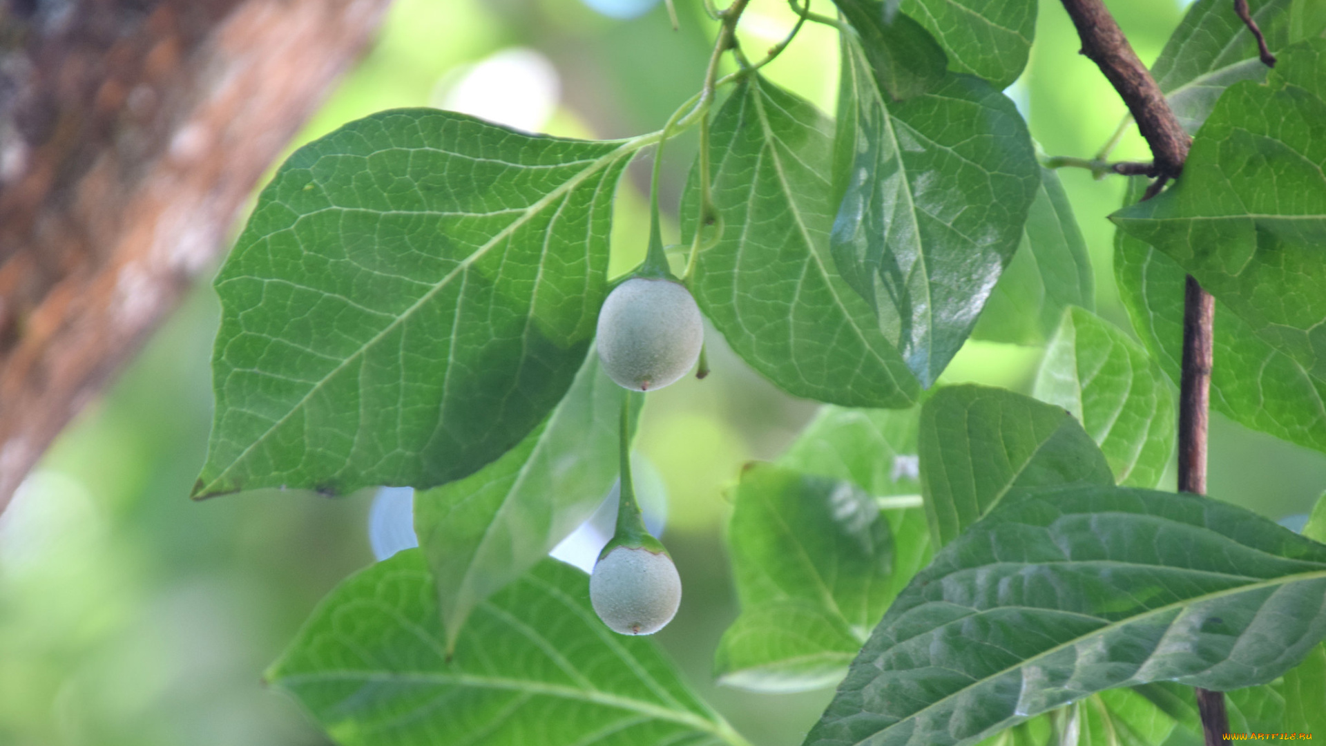 природа, листья