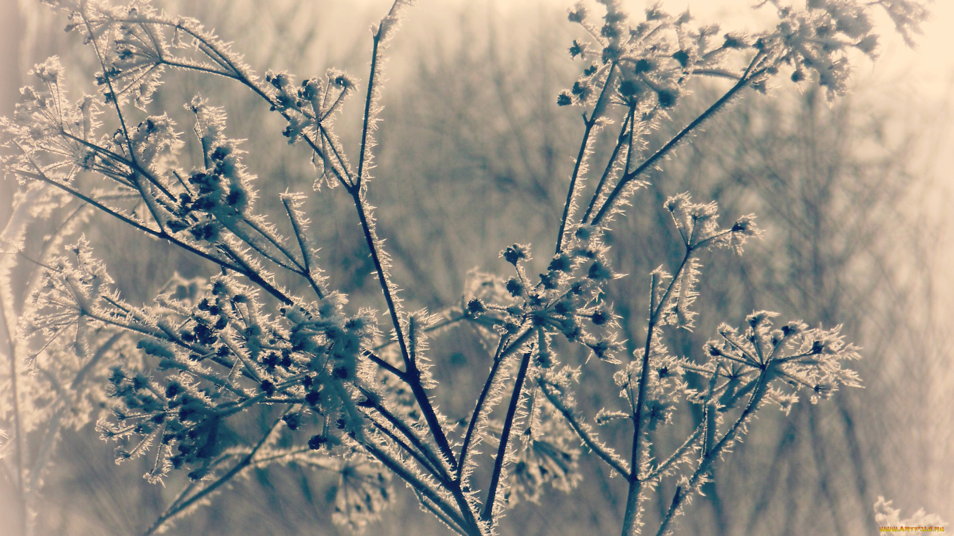 природа, макро, трава, сухостой, иней