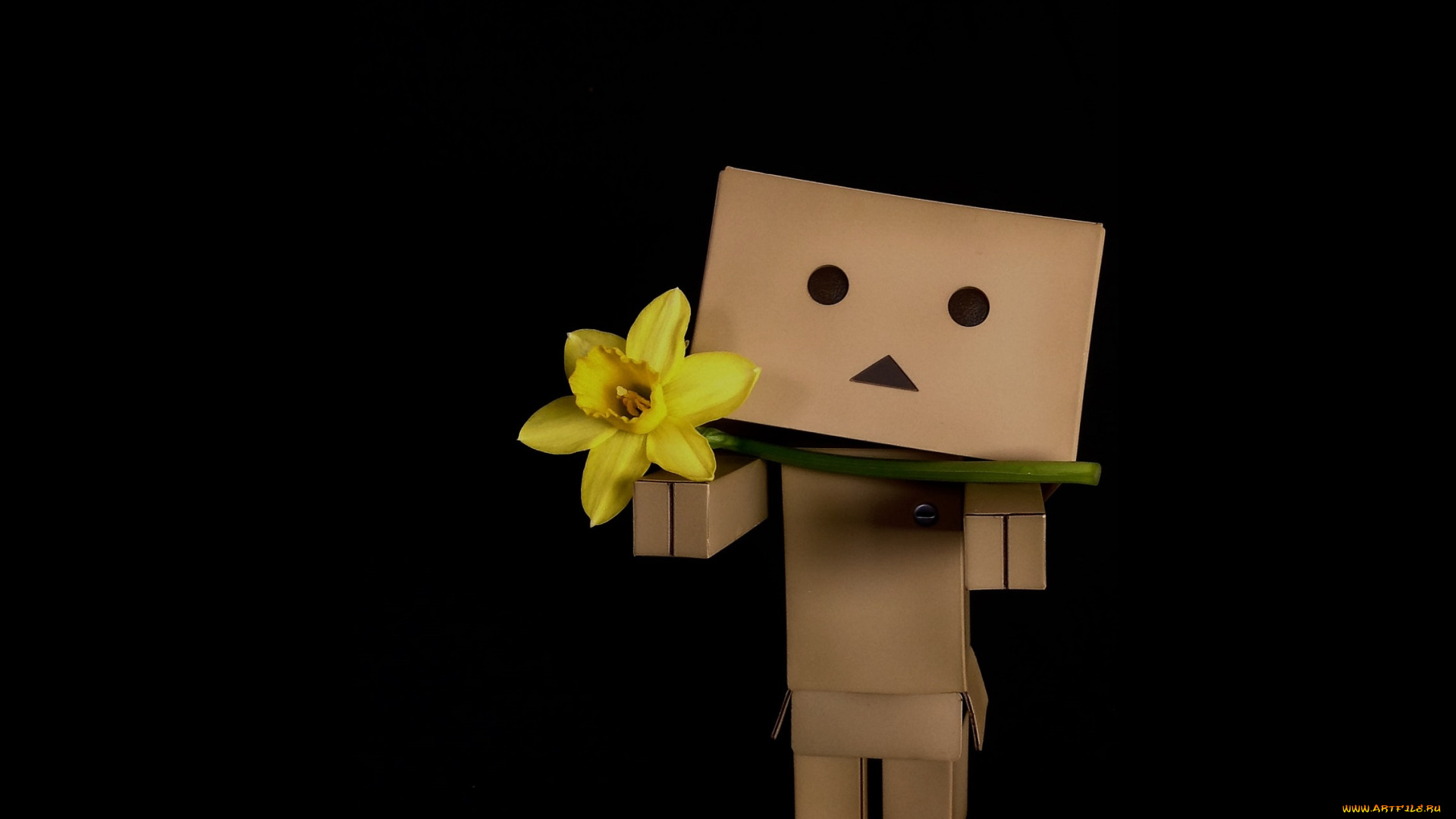 разное, данбо, , danboard, коробочка, нарцисс, фон, чёрный, цветок