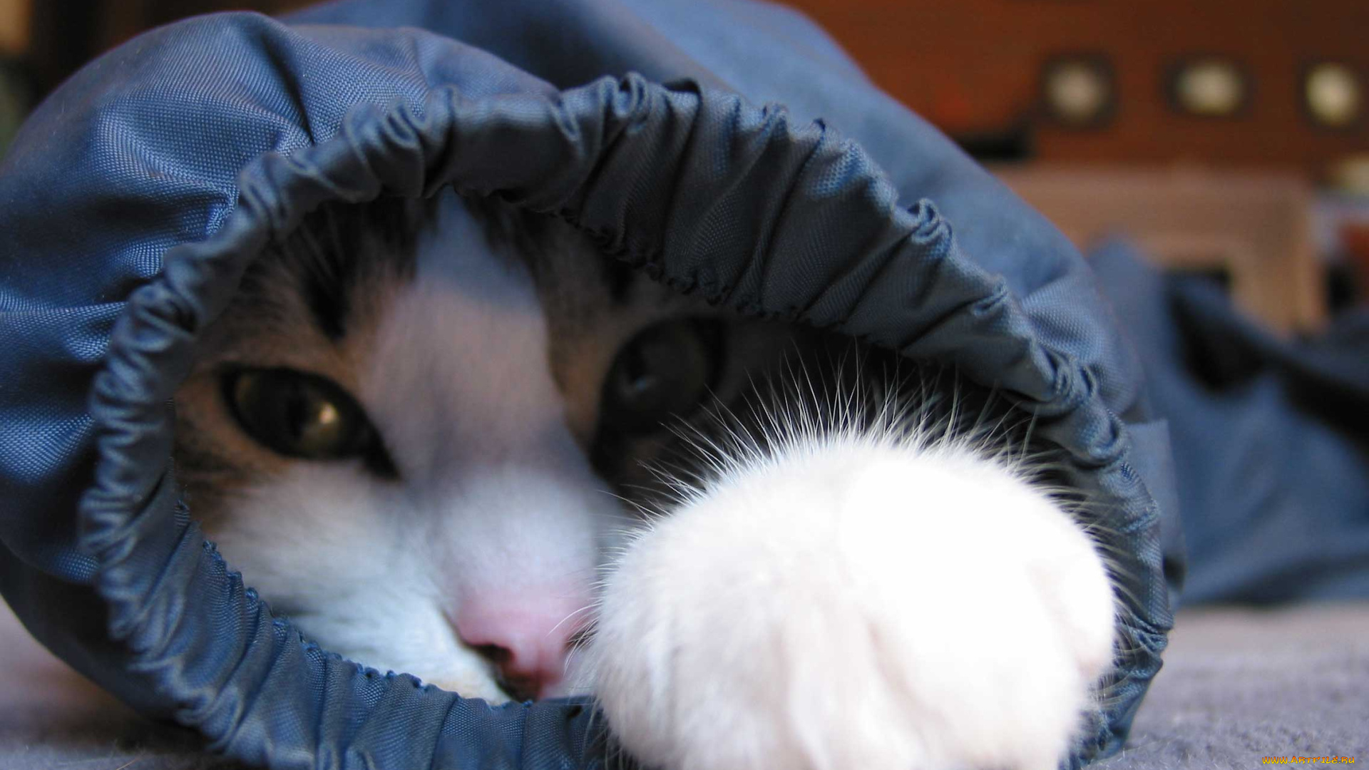 животные, коты, кот, ковер, рукав, одежда, лапа, голова