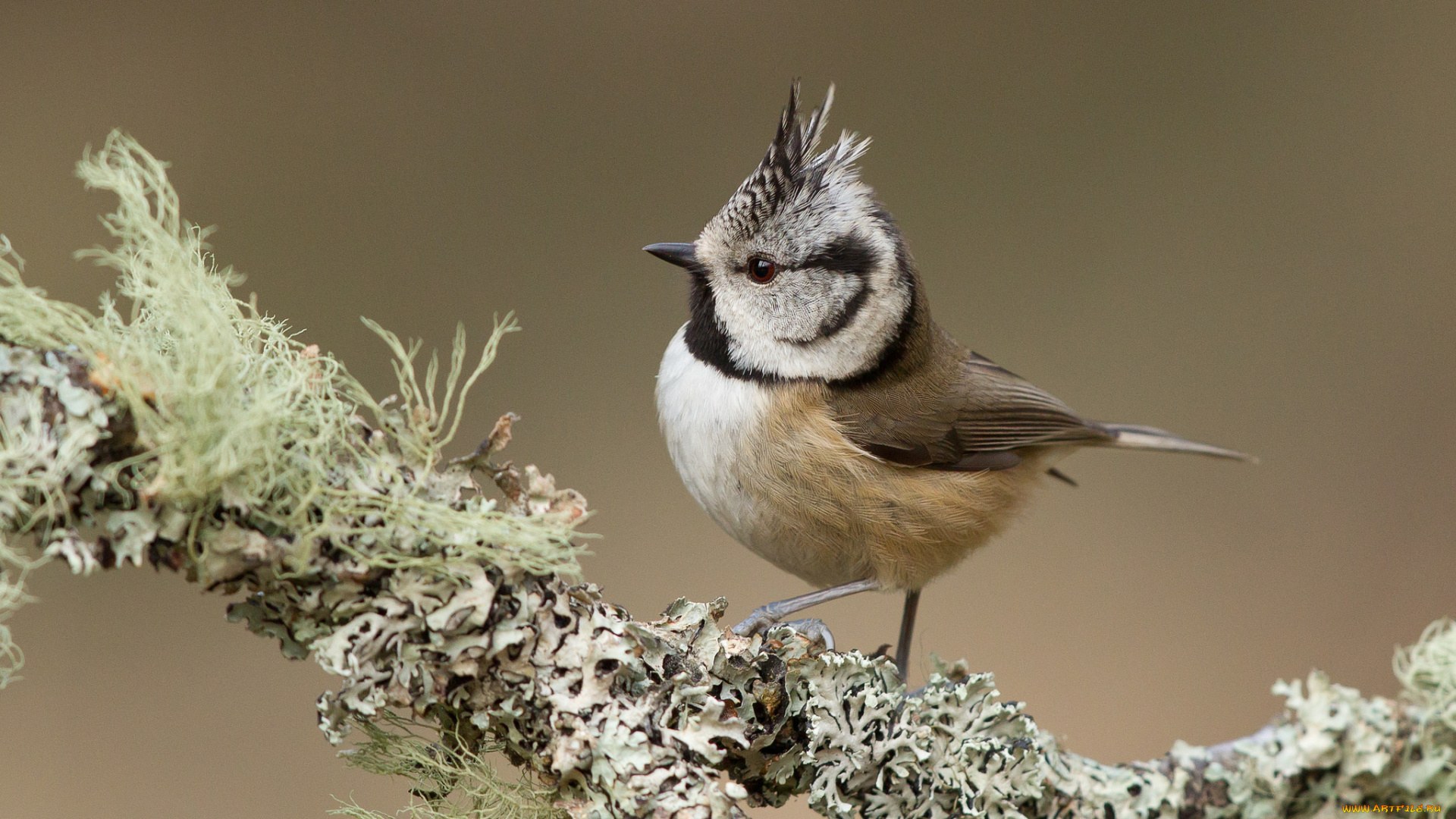 животные, птицы, грибы, фон, ветка, хохолок, птица