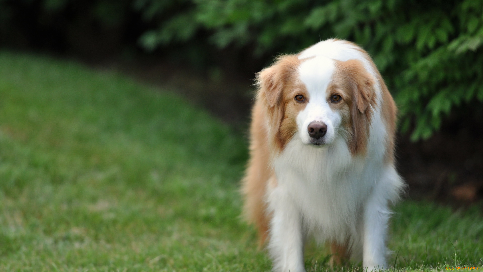 животные, собаки, взгляд, друг, собака