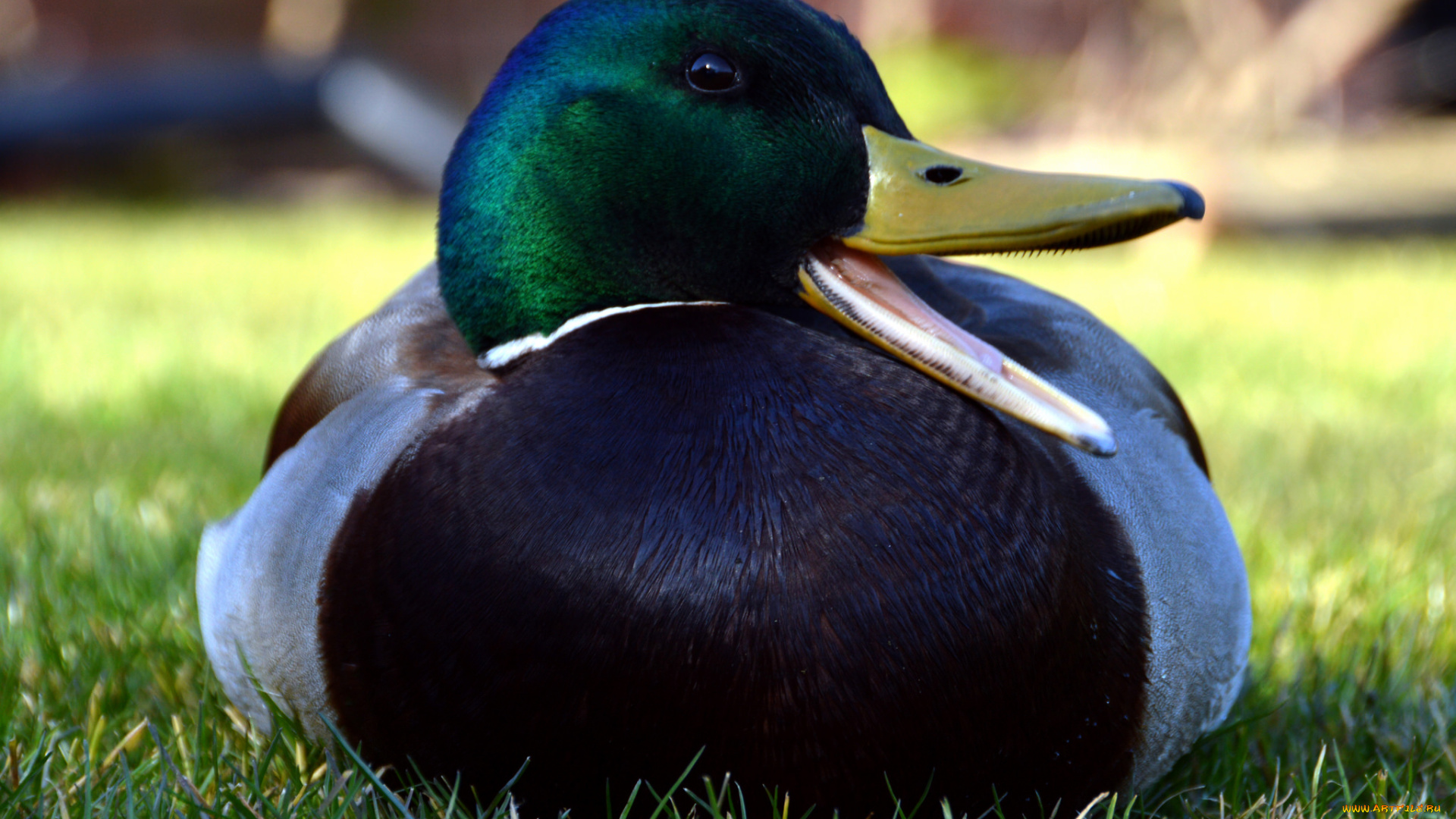 животные, утки, луг, утка