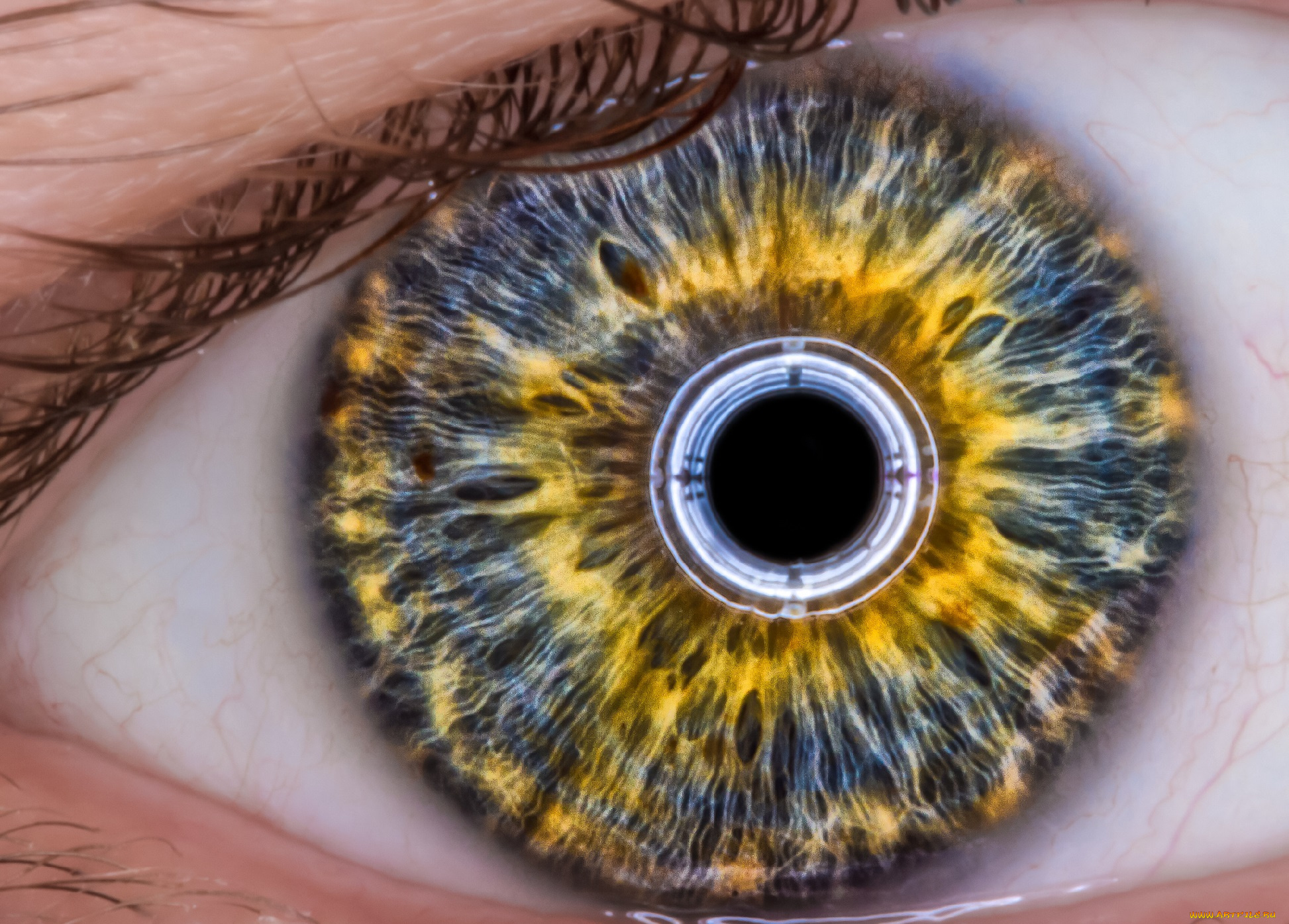 разное, глаза, радужка, зрачок, глаз