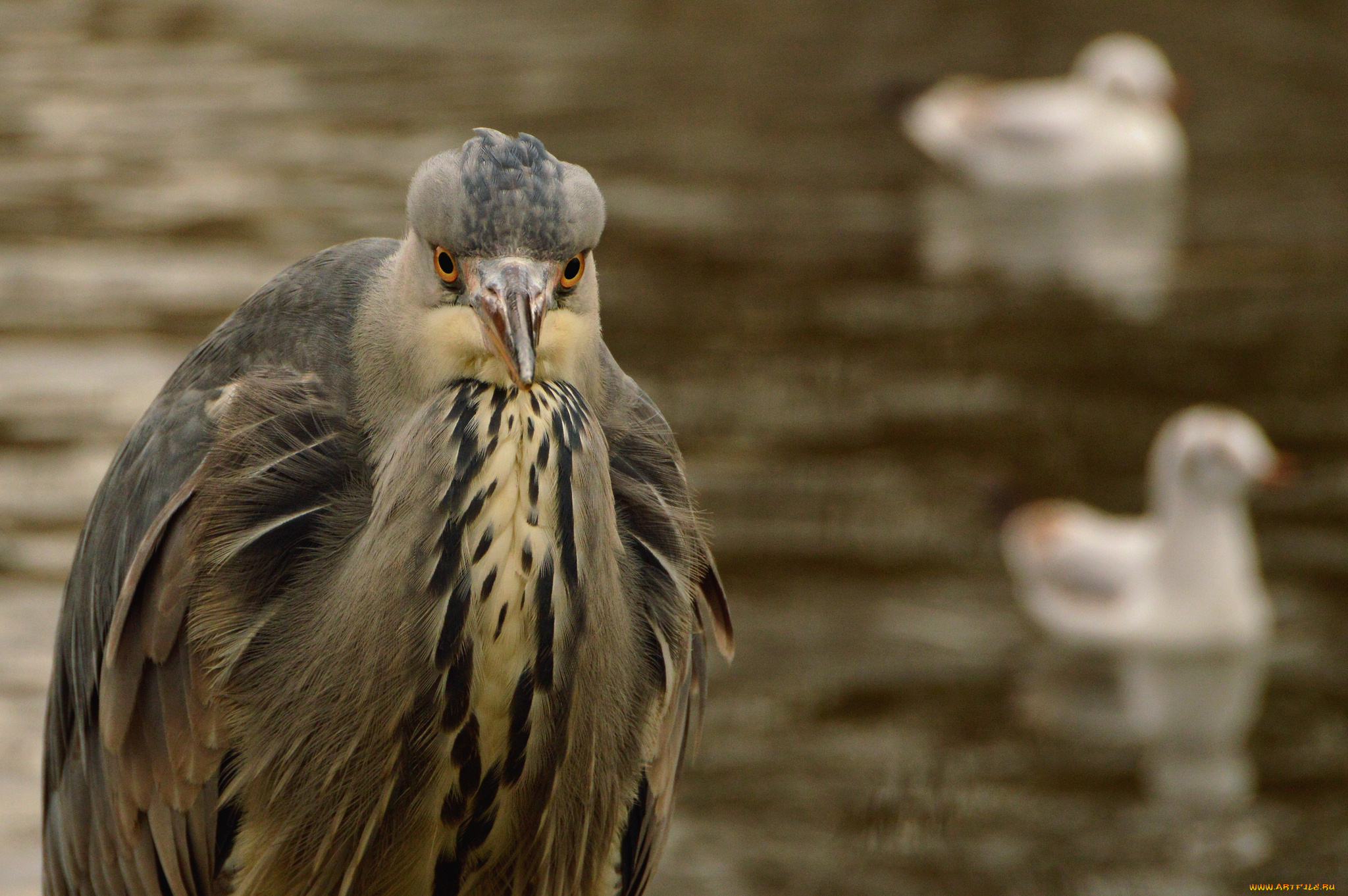 животные, цапли, , выпи, перья, птица, цапля