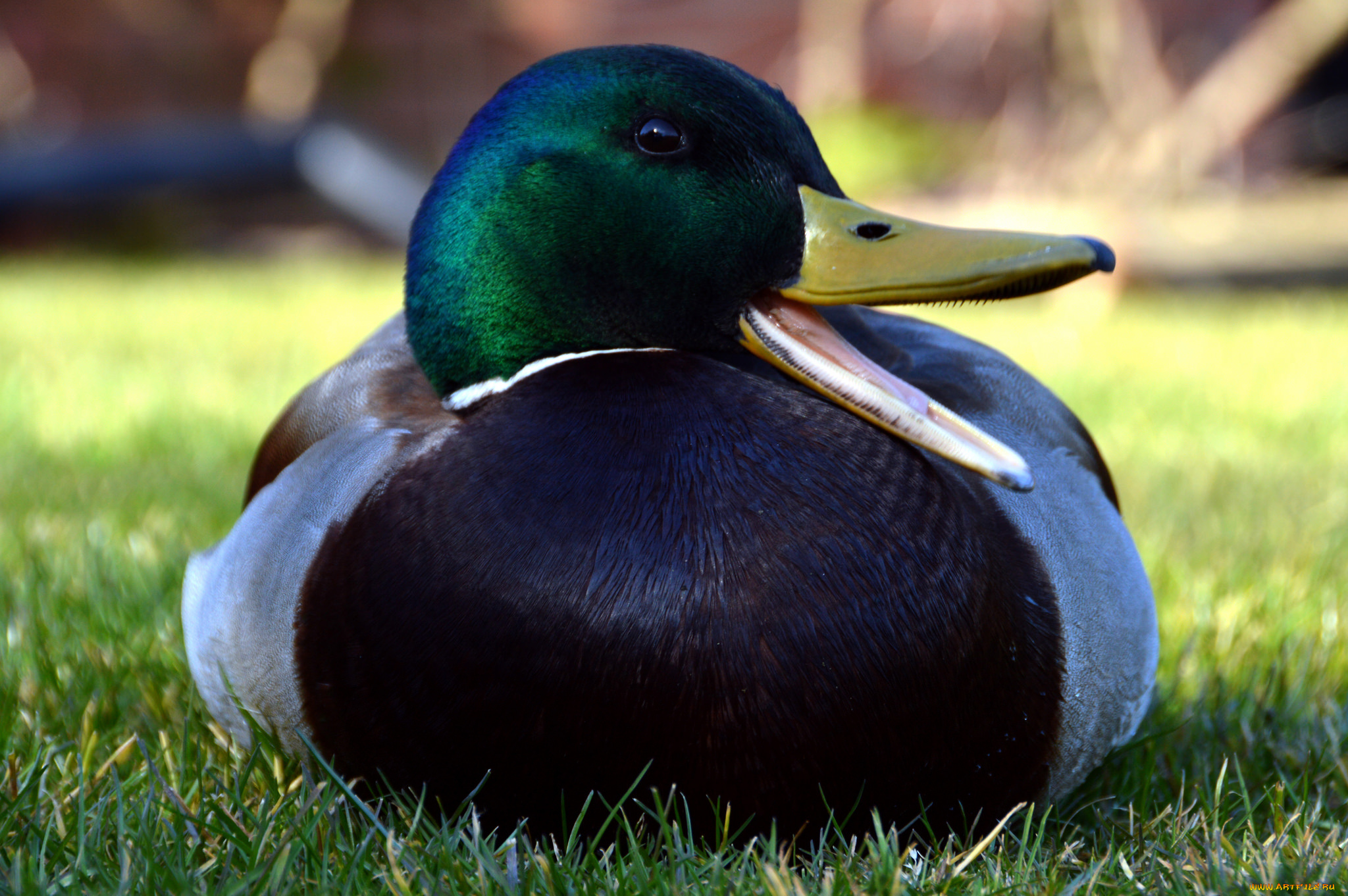 животные, утки, луг, утка