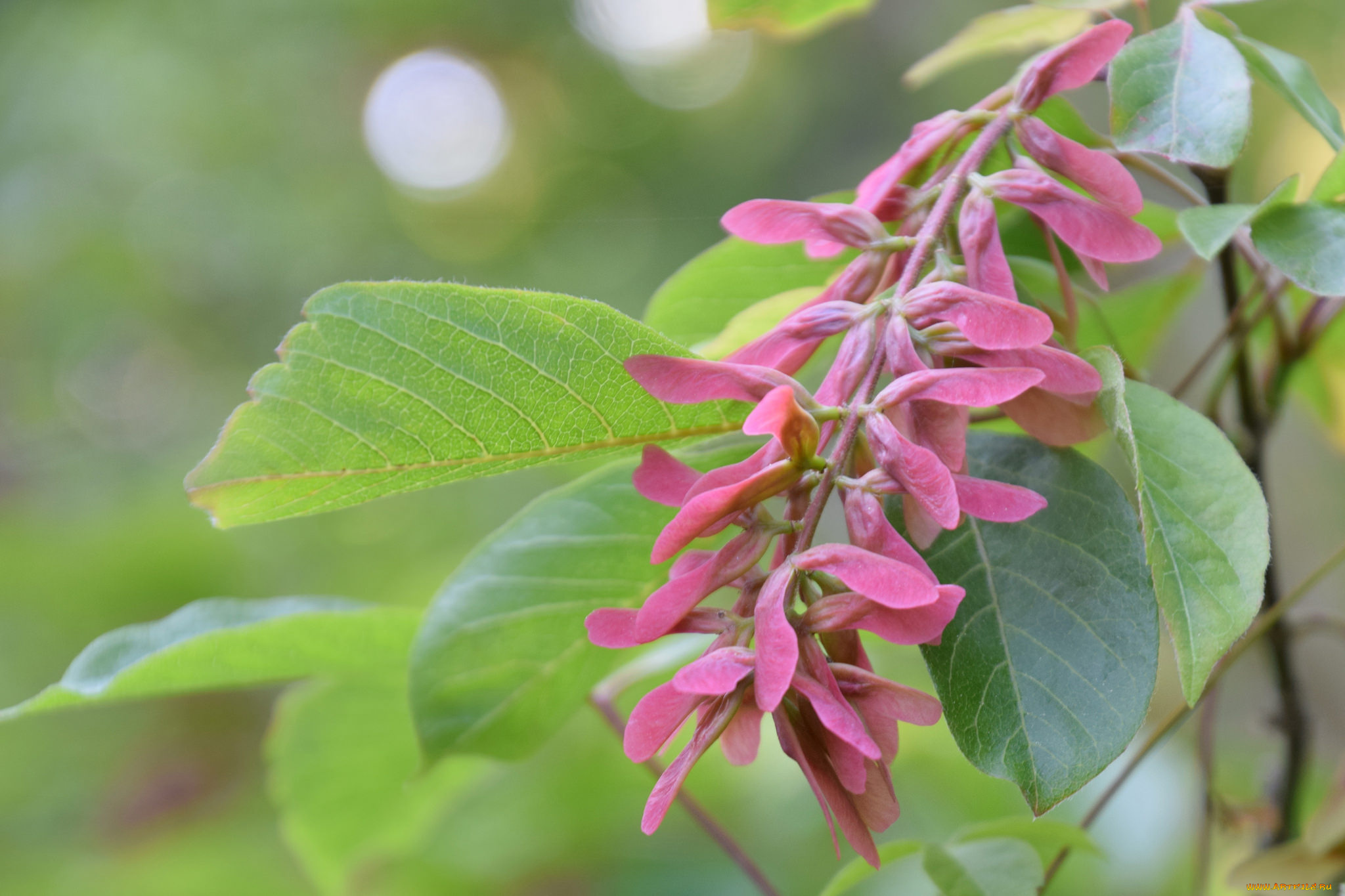 природа, другое, макро, семена, листья