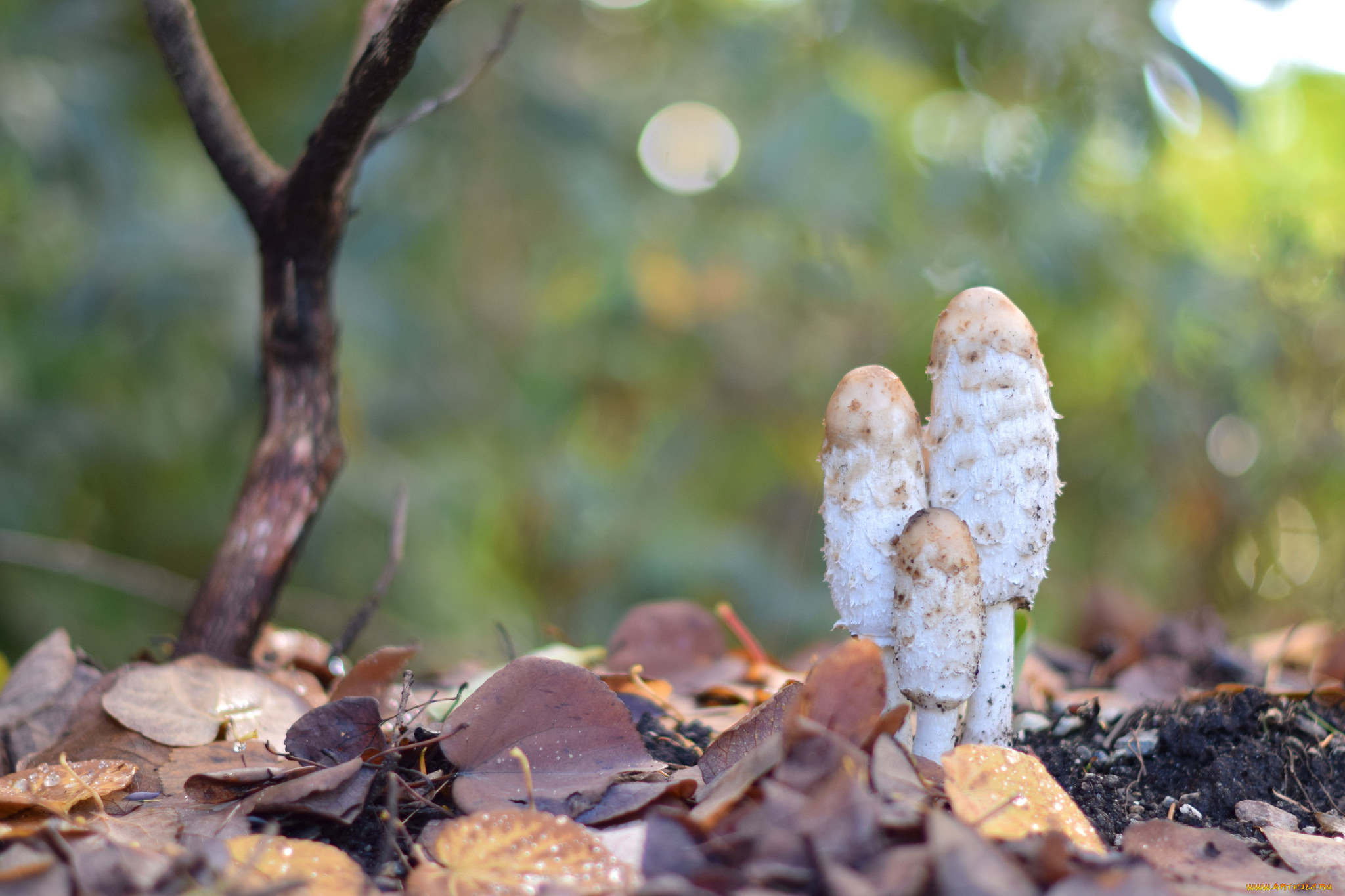 природа, грибы, дерево, макро, трава