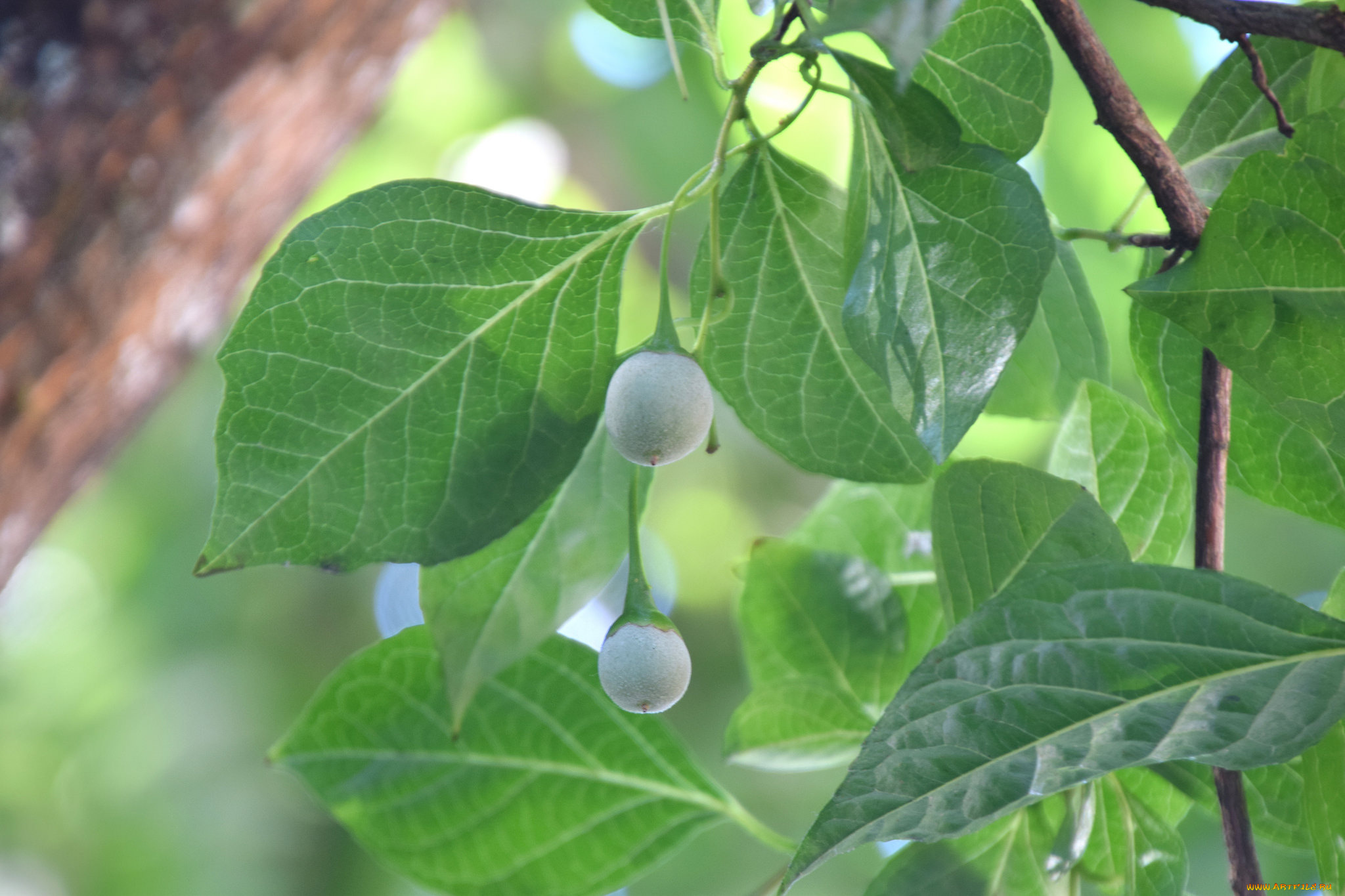 природа, листья