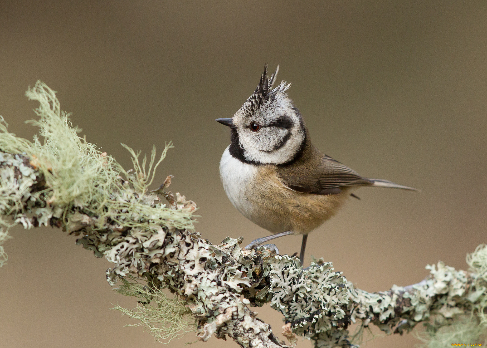 животные, птицы, грибы, фон, ветка, хохолок, птица