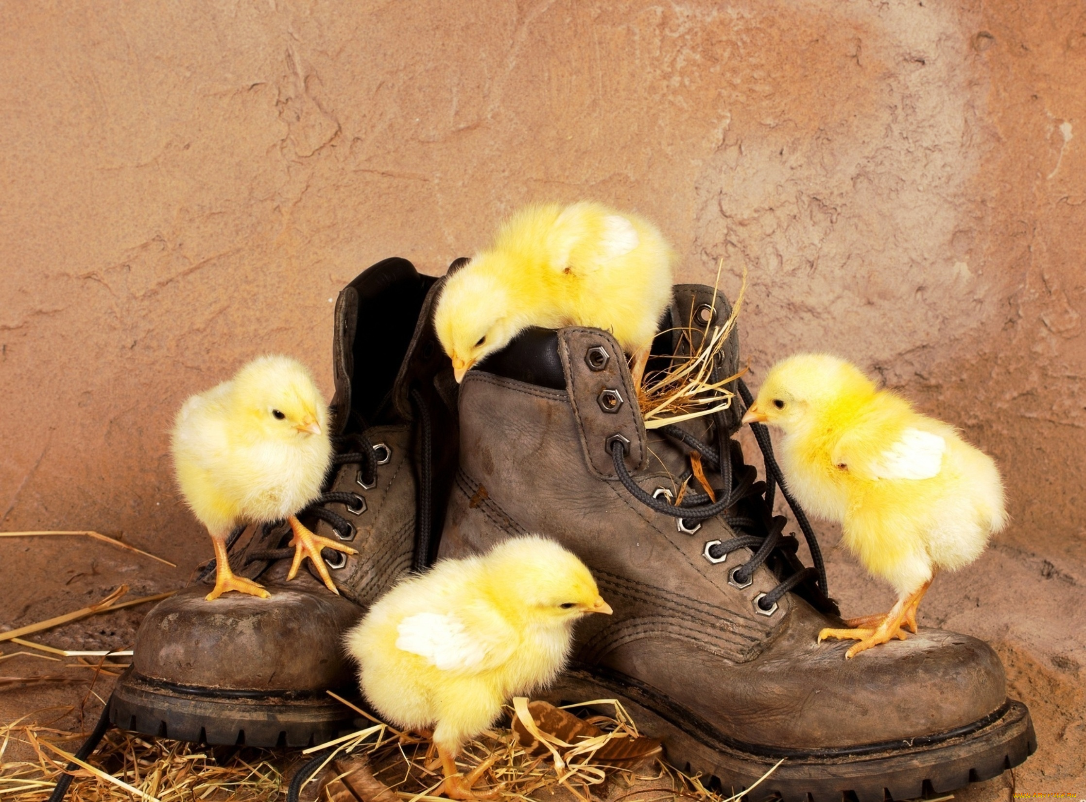 животные, куры, , петухи, циплята, сапог