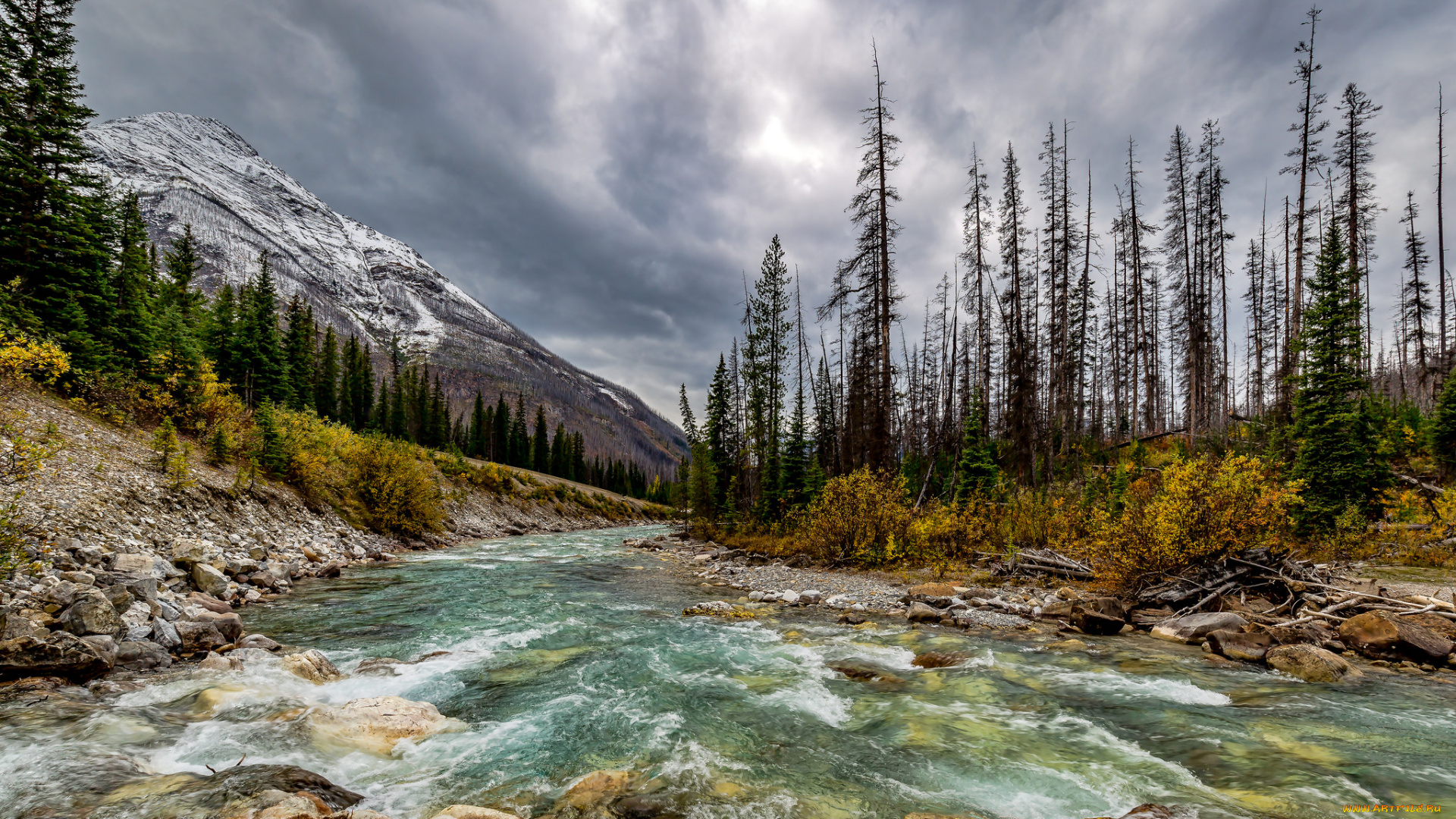 природа, реки, озера, лес, река