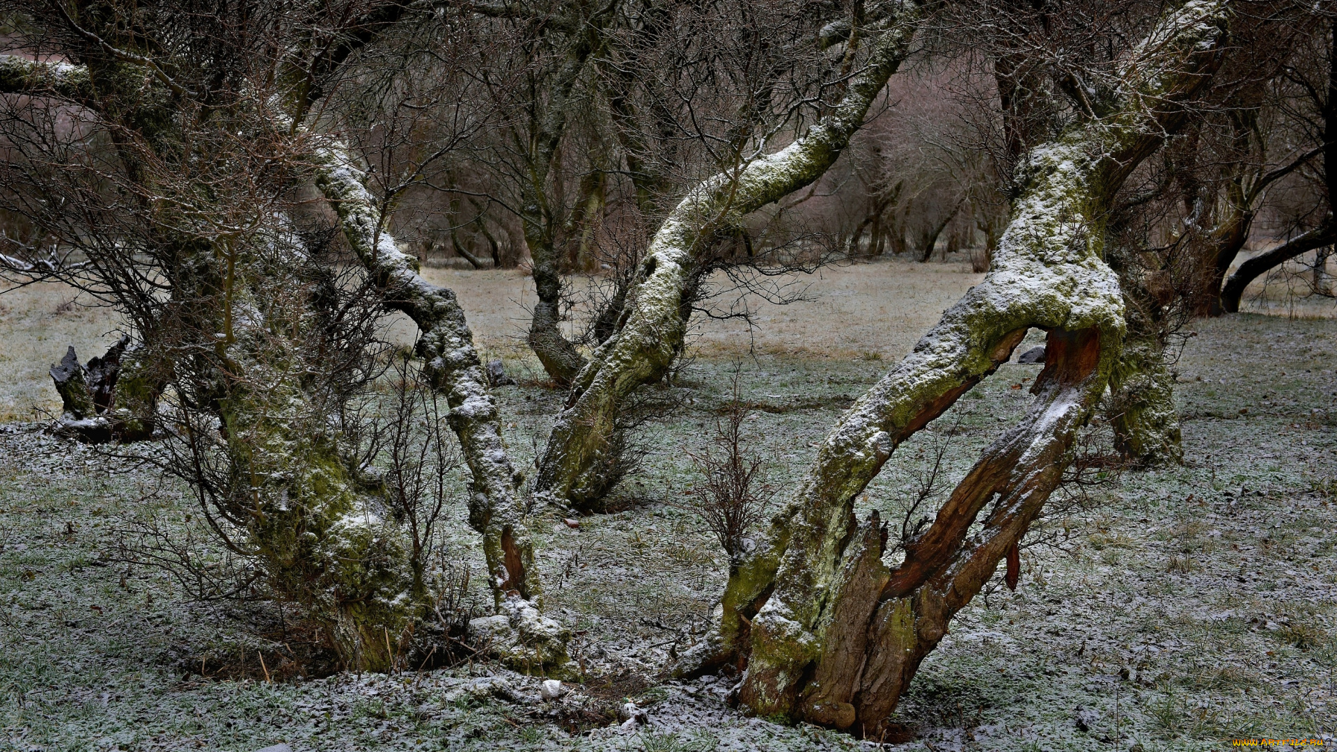 природа, деревья, комментарий, без