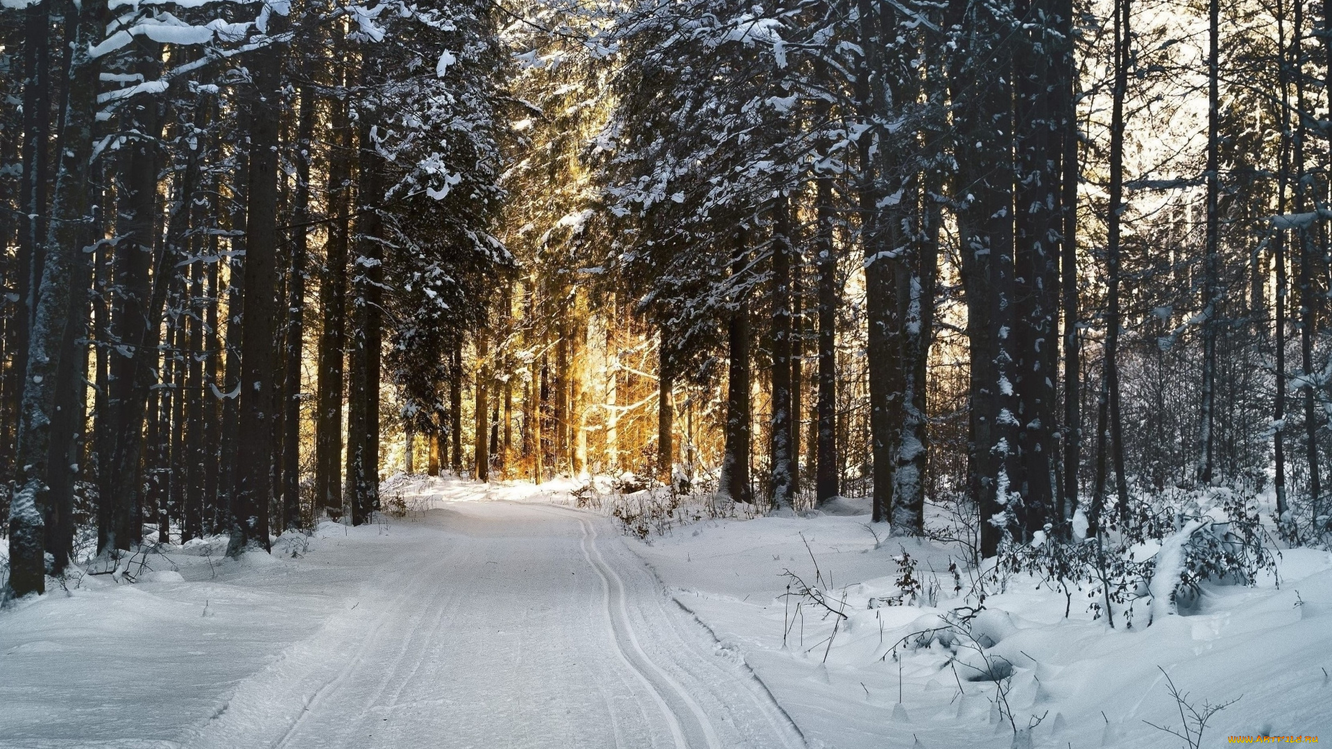 природа, дороги, дорога, деревья, снег