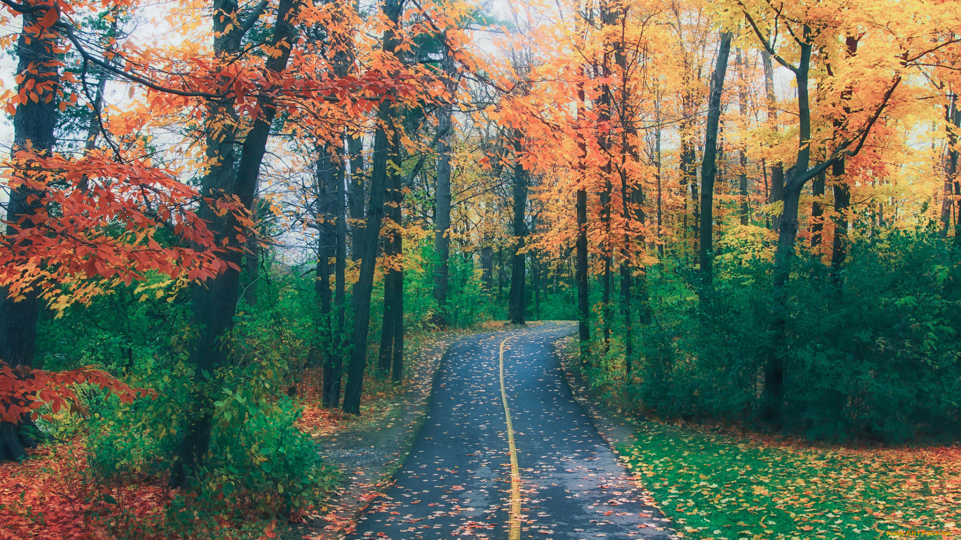 природа, дороги, дорога, лес, деревья