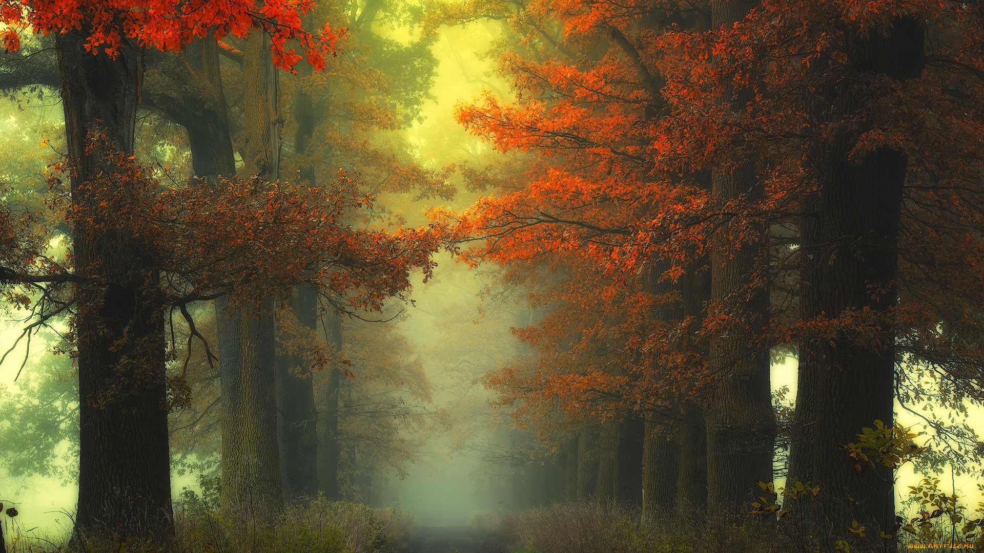 природа, дороги, лес, дорога