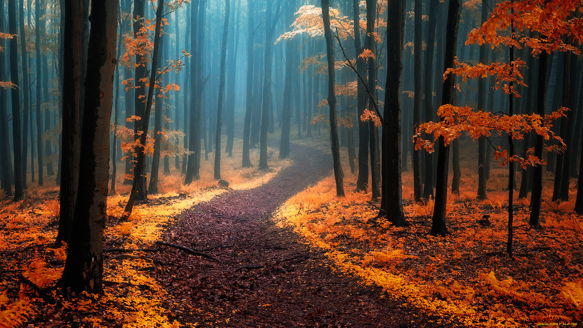 природа, дороги, лес, дорога