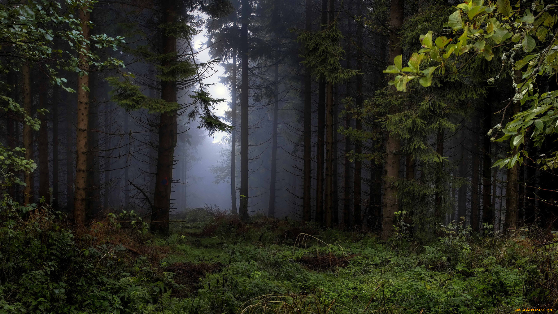 природа, лес