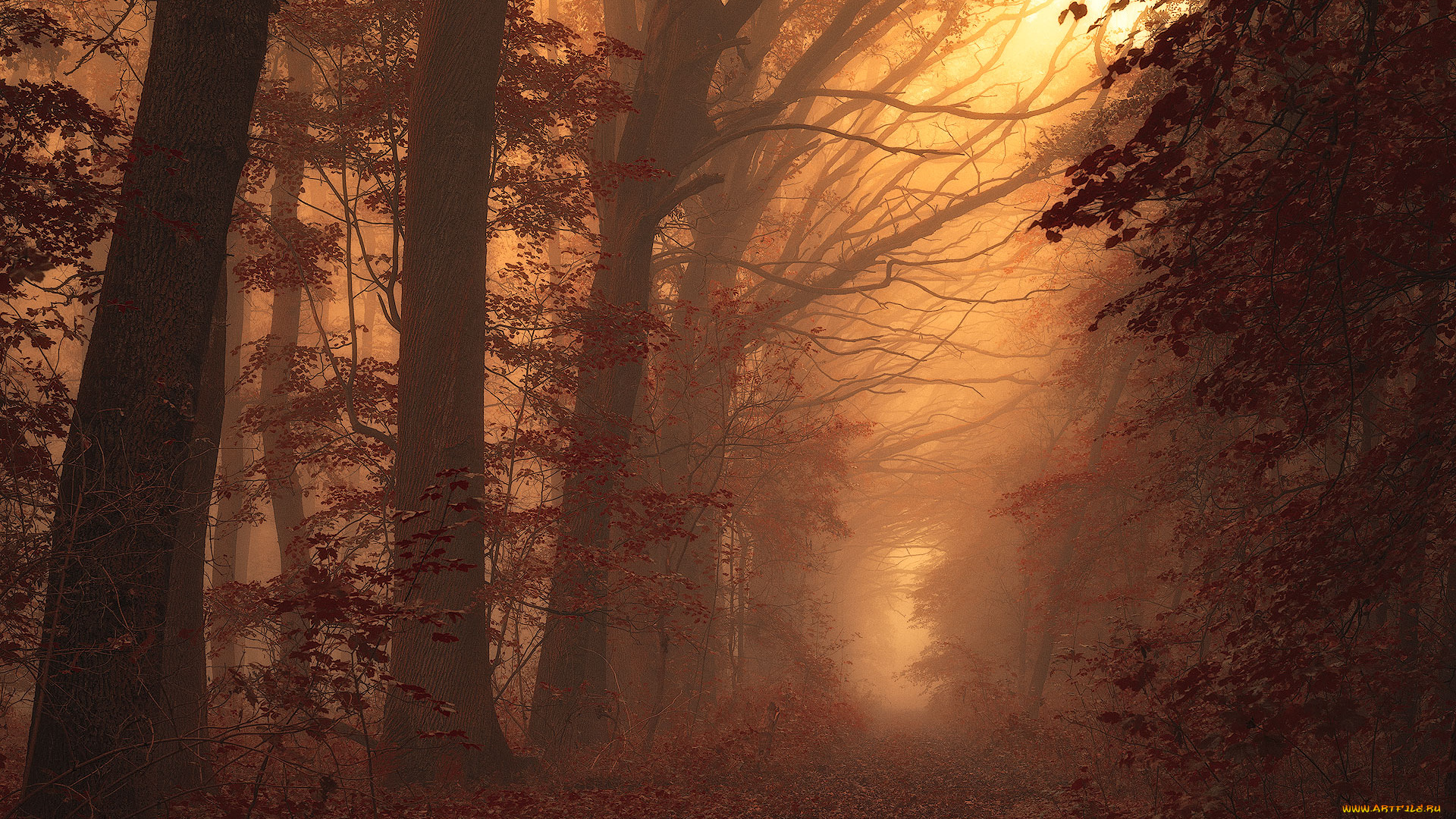 природа, лес, дорога