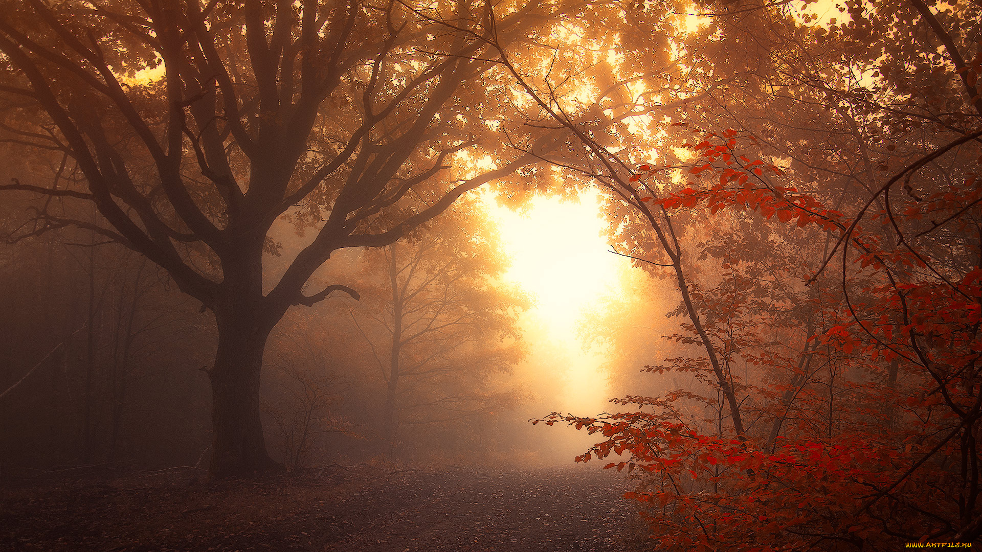 природа, лес, дорога