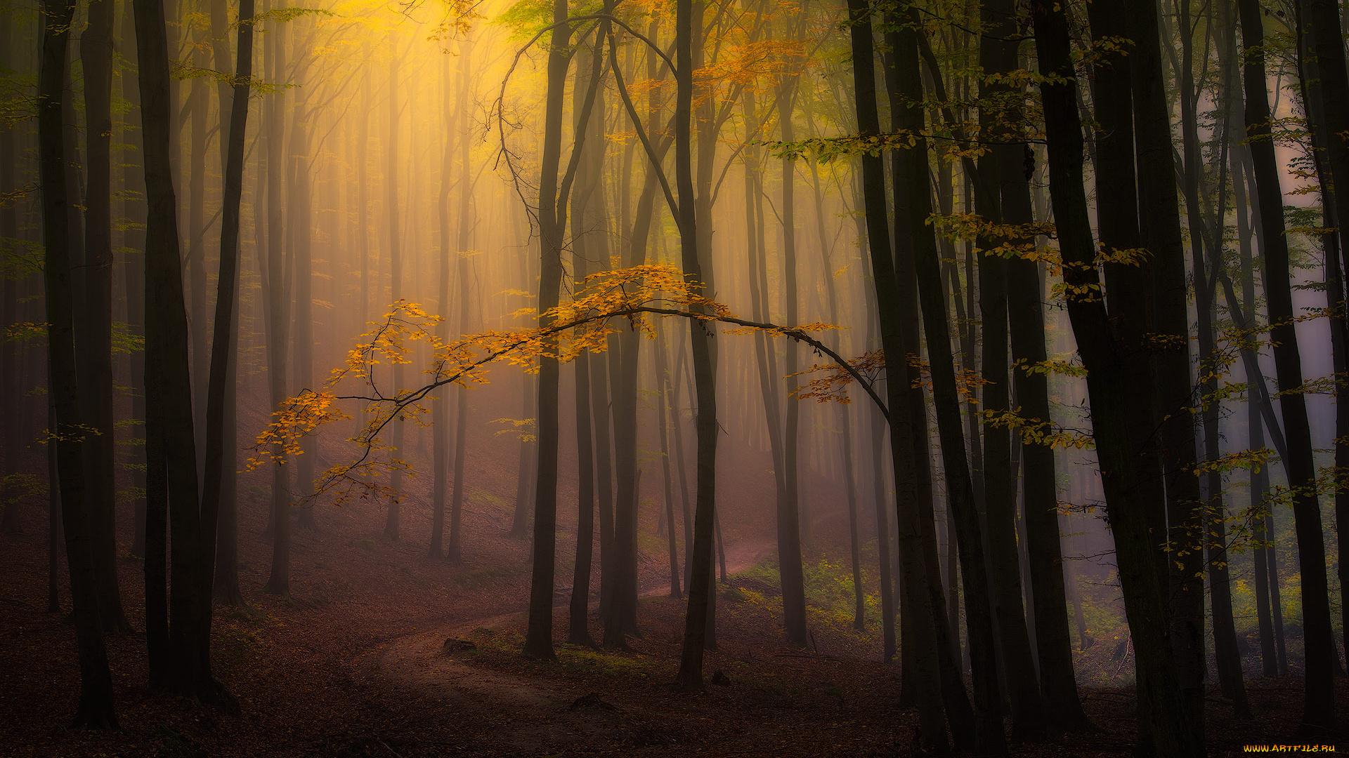 природа, лес, дорога