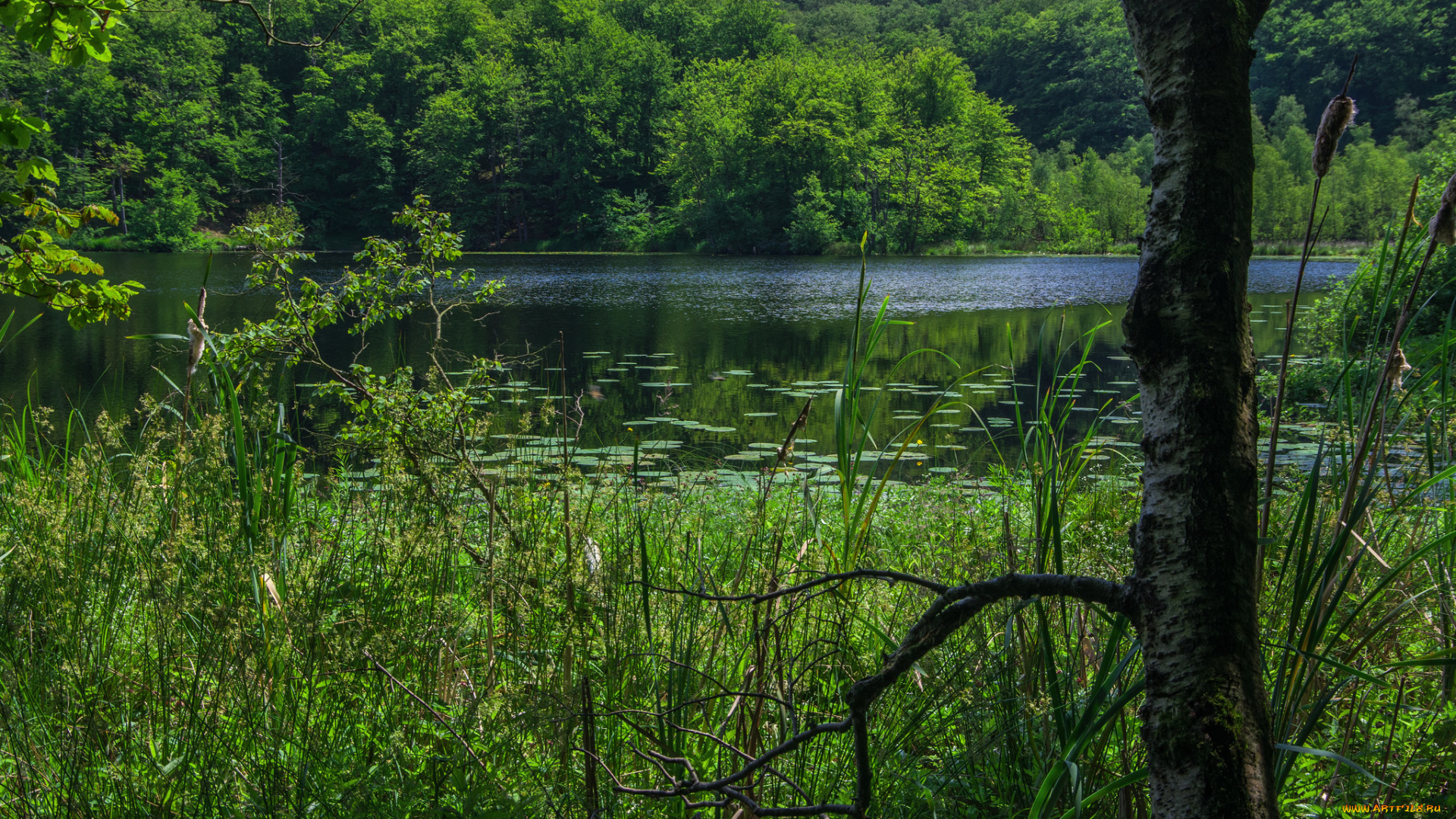 природа, реки, озера, лес, река