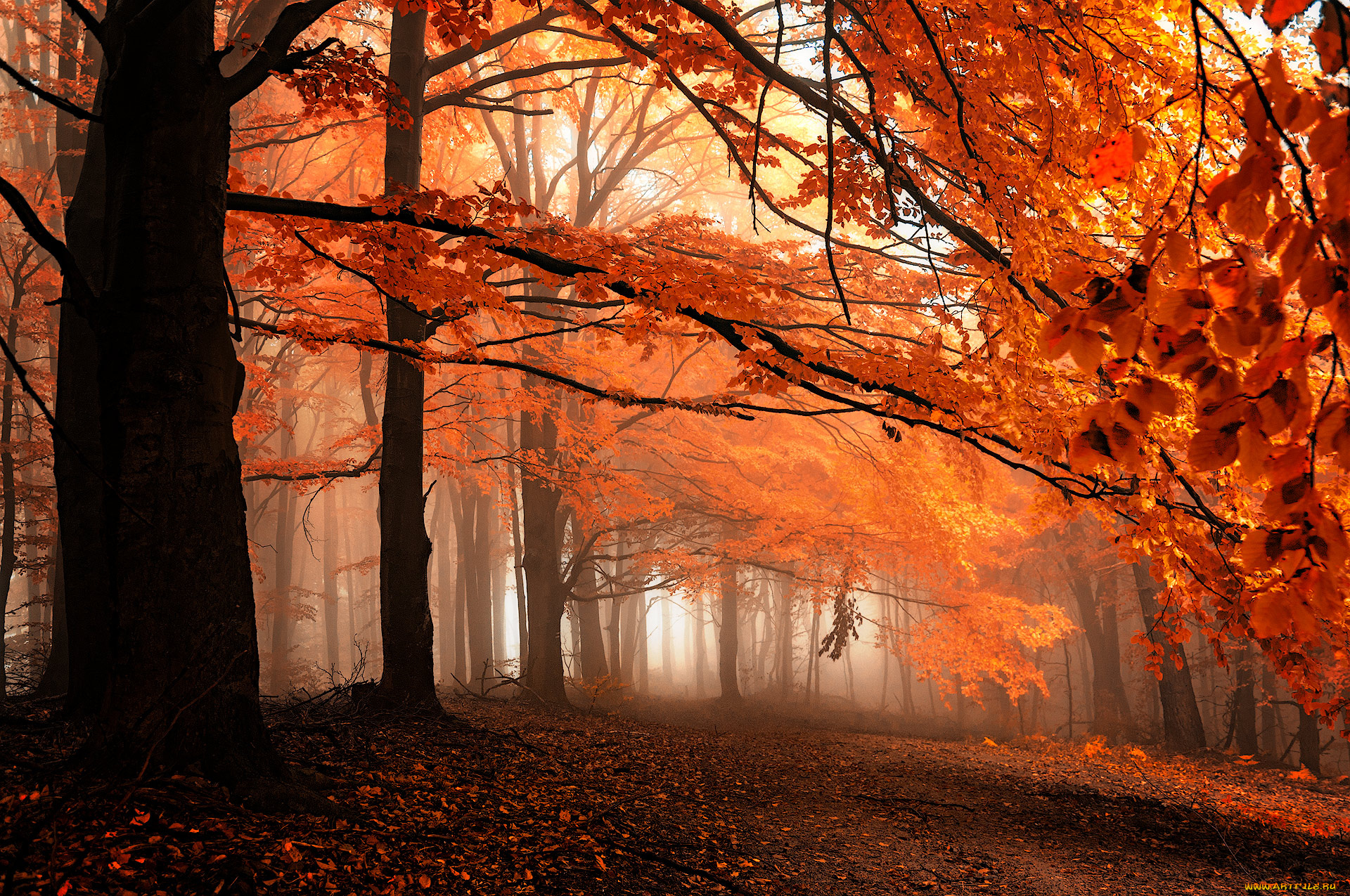 природа, дороги, лес, дорога