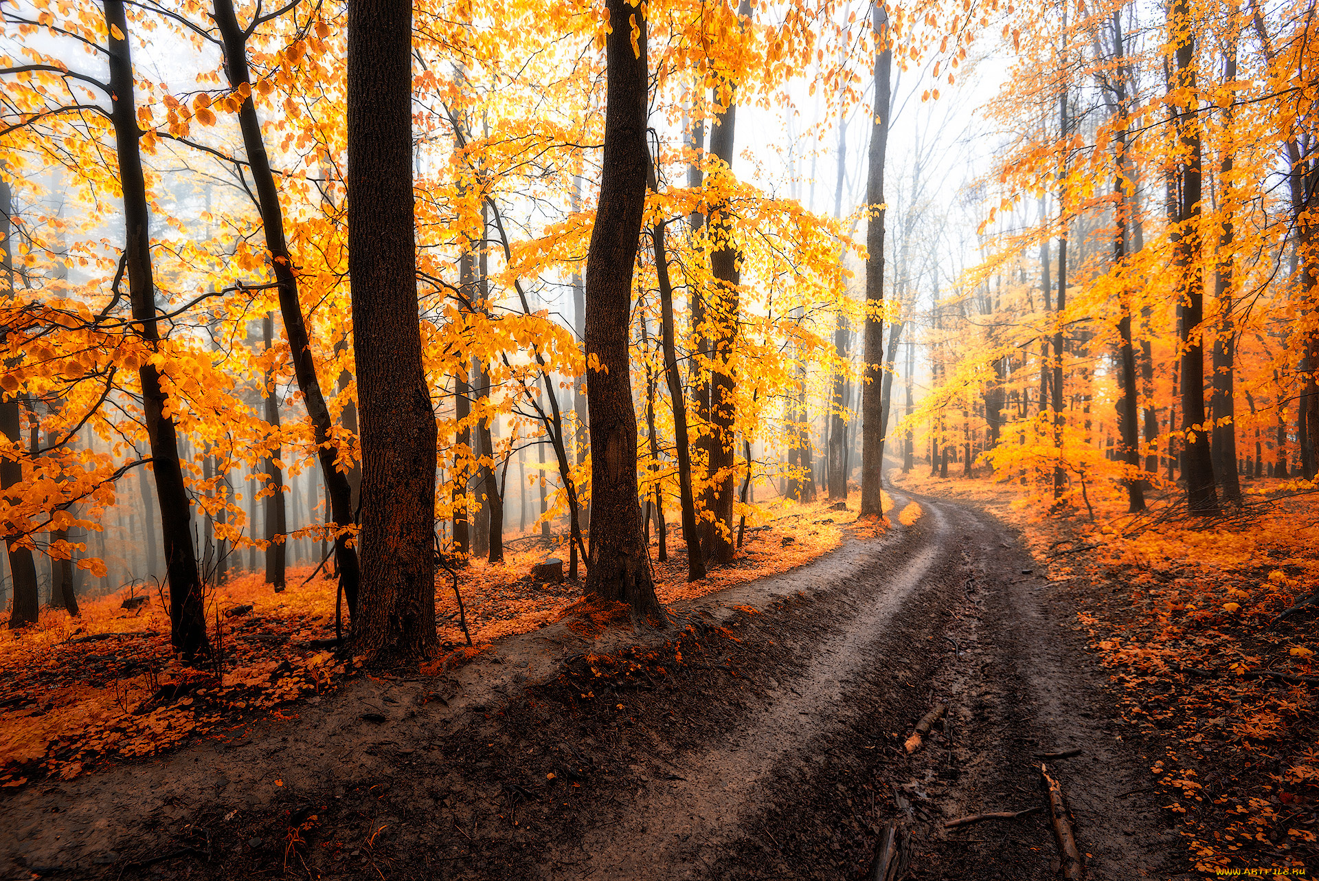 природа, дороги, лес, дорога