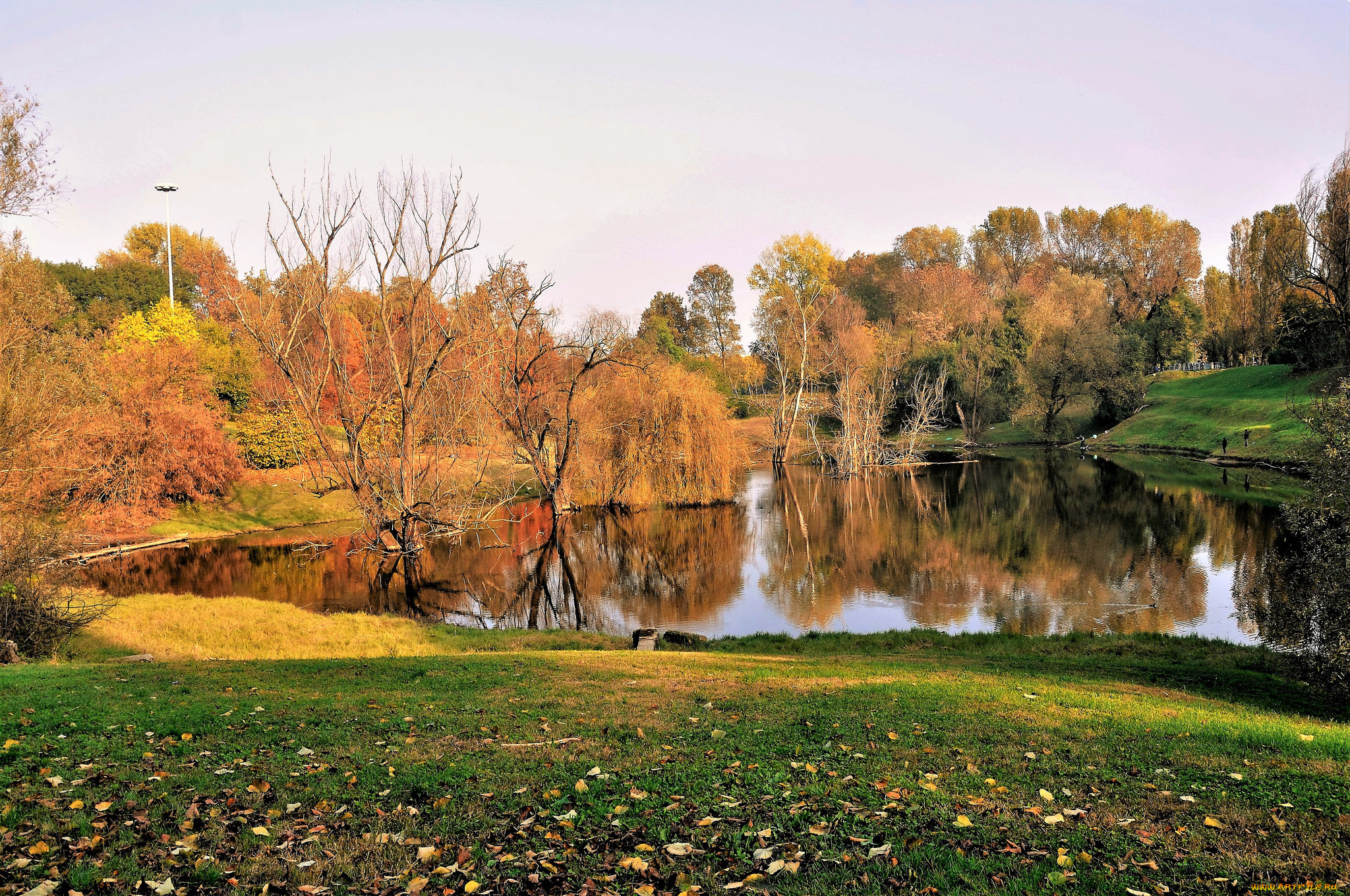 природа, реки, озера, лес, река