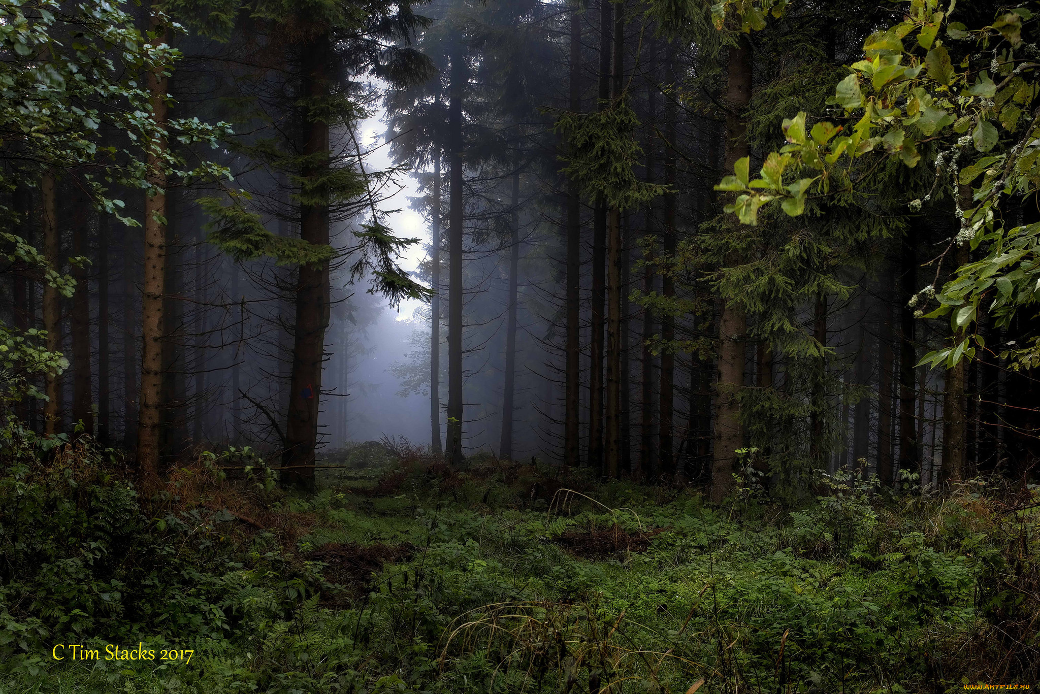 природа, лес