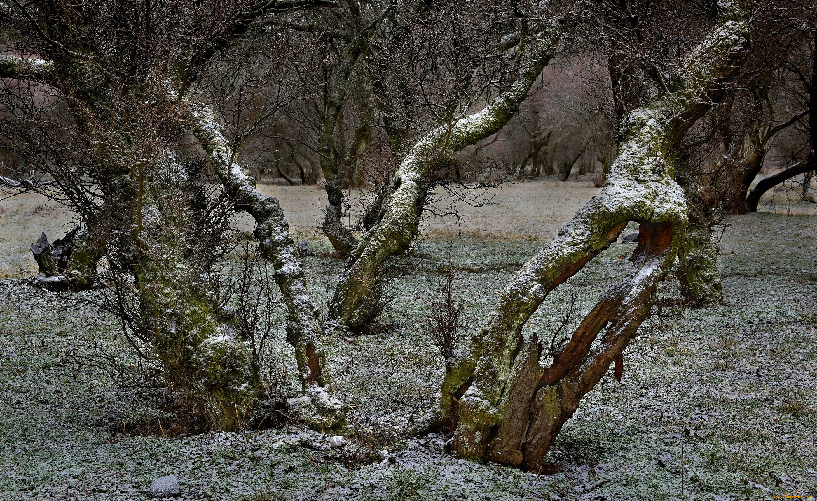 природа, деревья, комментарий, без