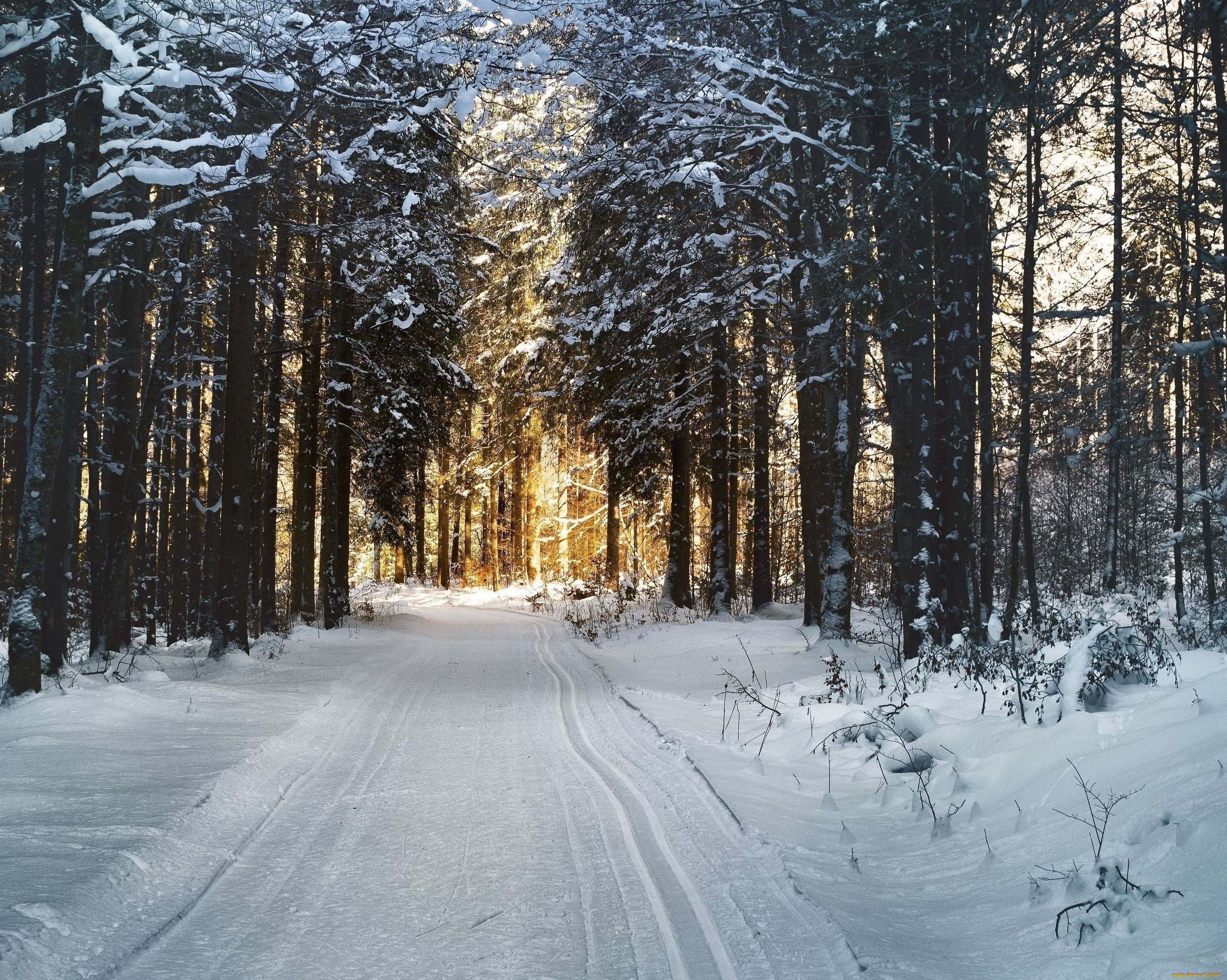 природа, дороги, дорога, деревья, снег