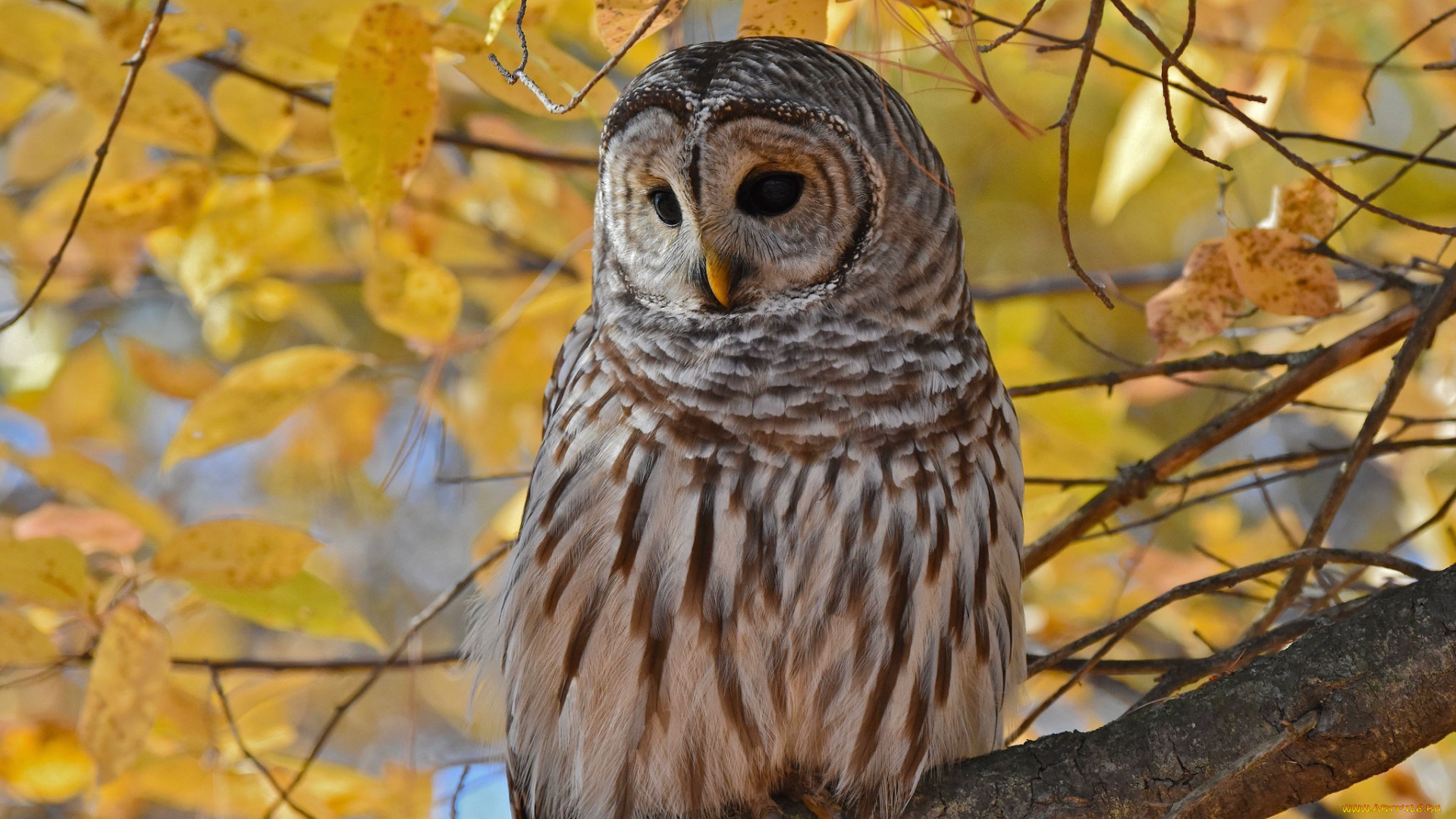 животные, совы, осень, листья, ветки, сова, птица