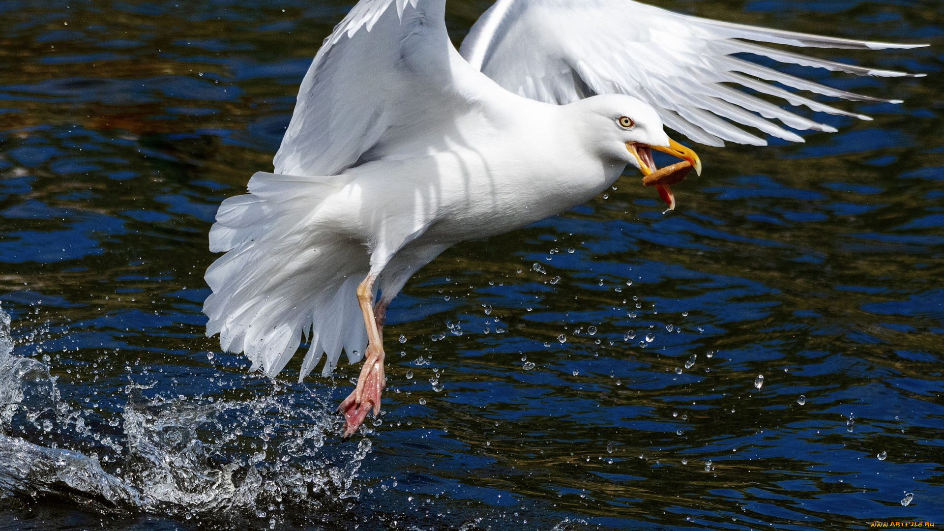 животные, чайки, , бакланы, , крачки, чайка, птица, добыча, брызги, море