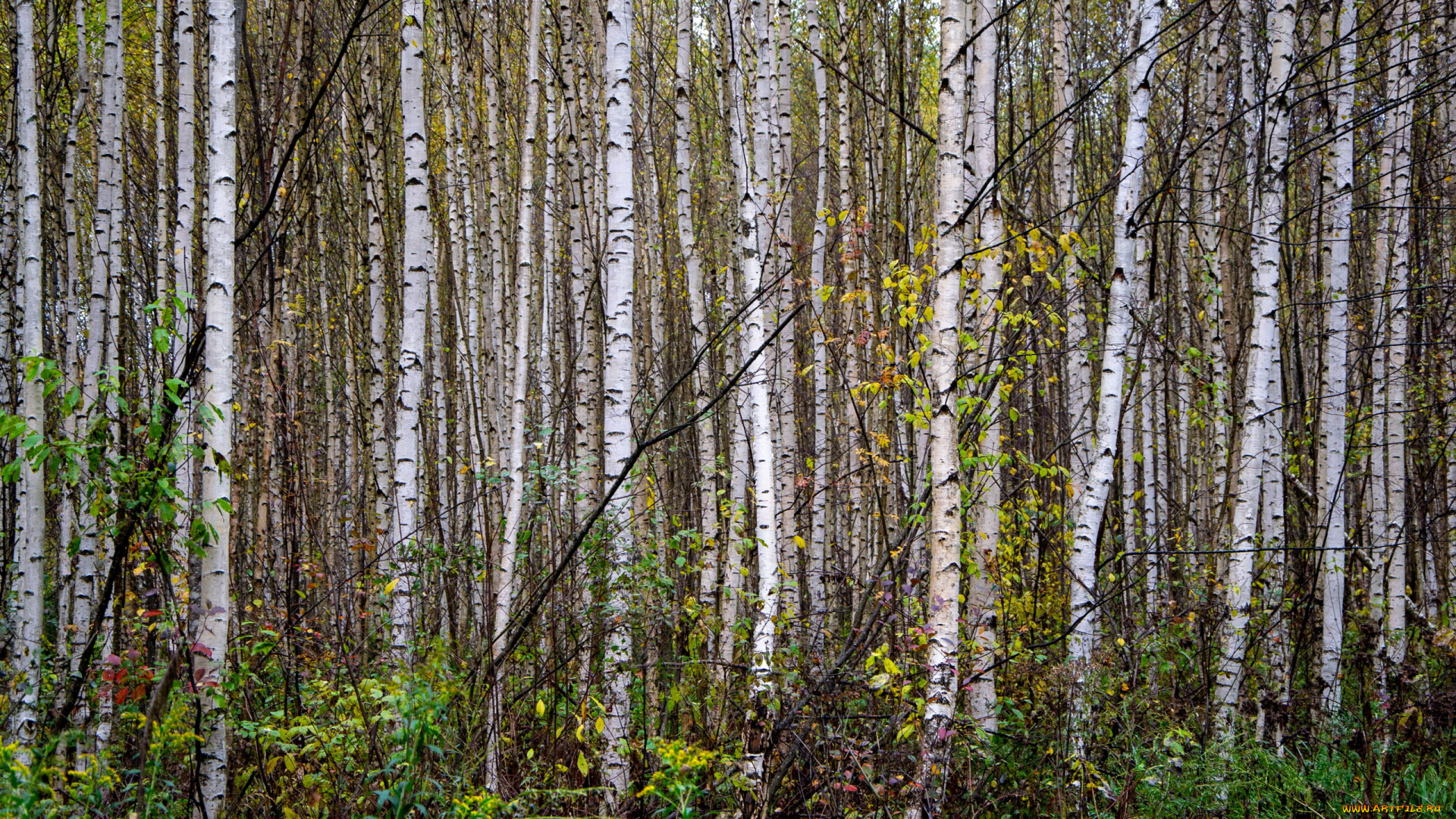 природа, лес, березовая, роща, молодые, березки