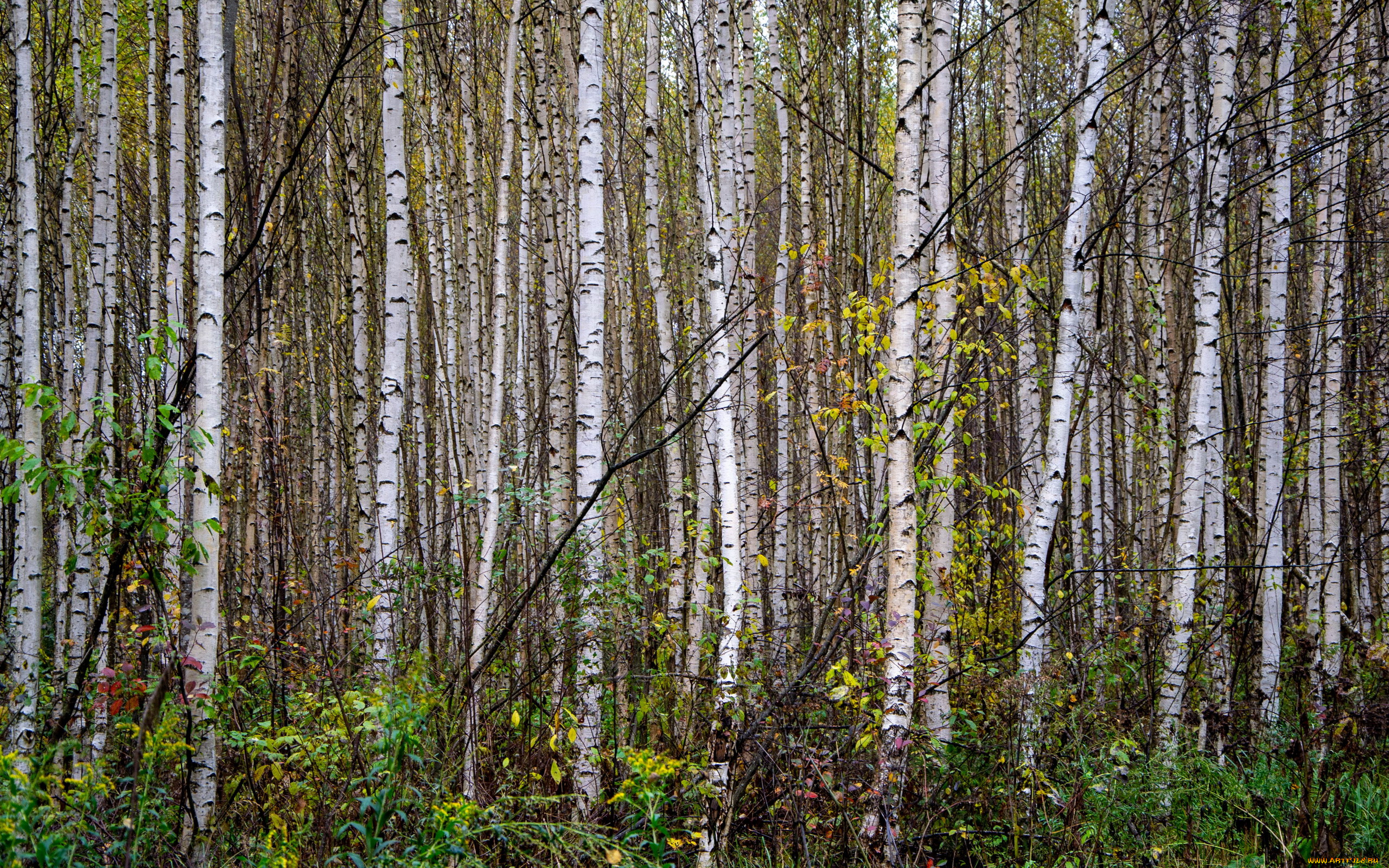 природа, лес, березовая, роща, молодые, березки