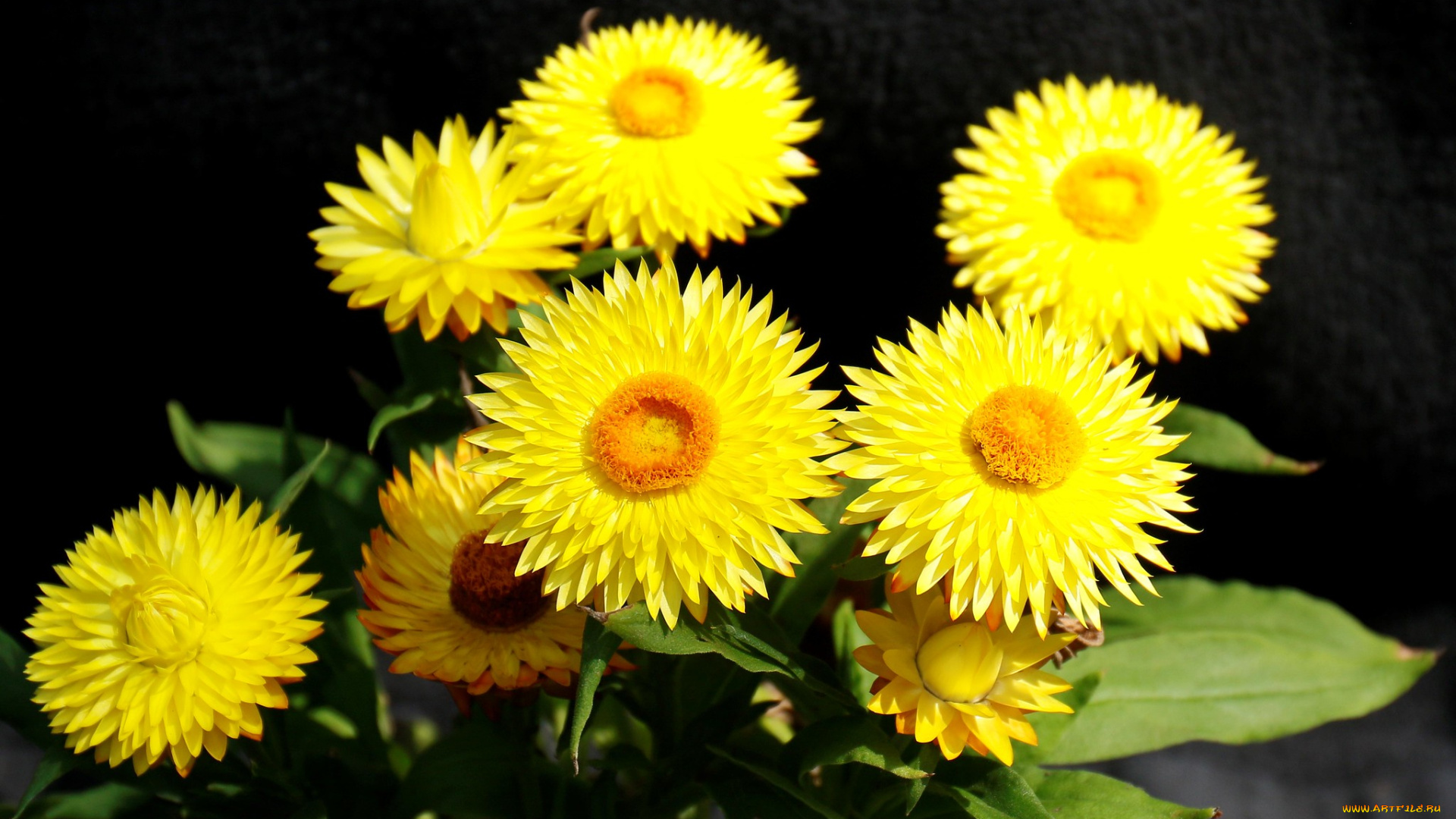 цветы, бессмертник, жёлтые