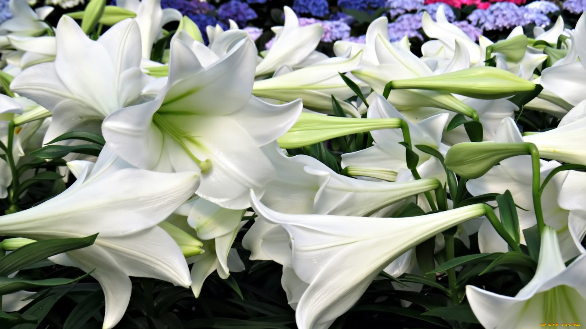 цветы, лилии, , лилейники
